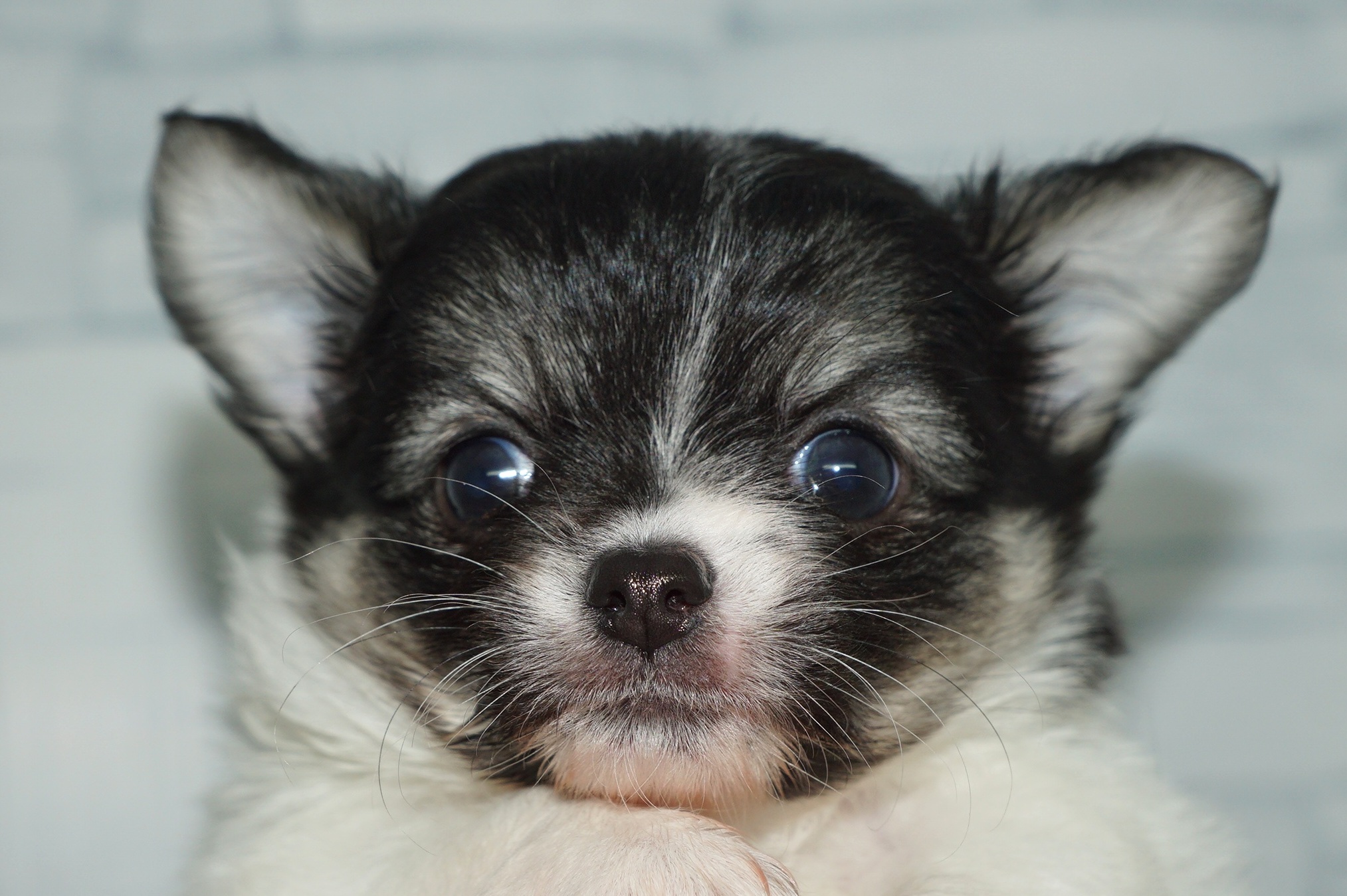 神奈川県のチワワ(ロング) (きくちペット湘南平塚店/2025年9月13日生まれ/女の子/パーティーカラー)の子犬の1枚目の画像
