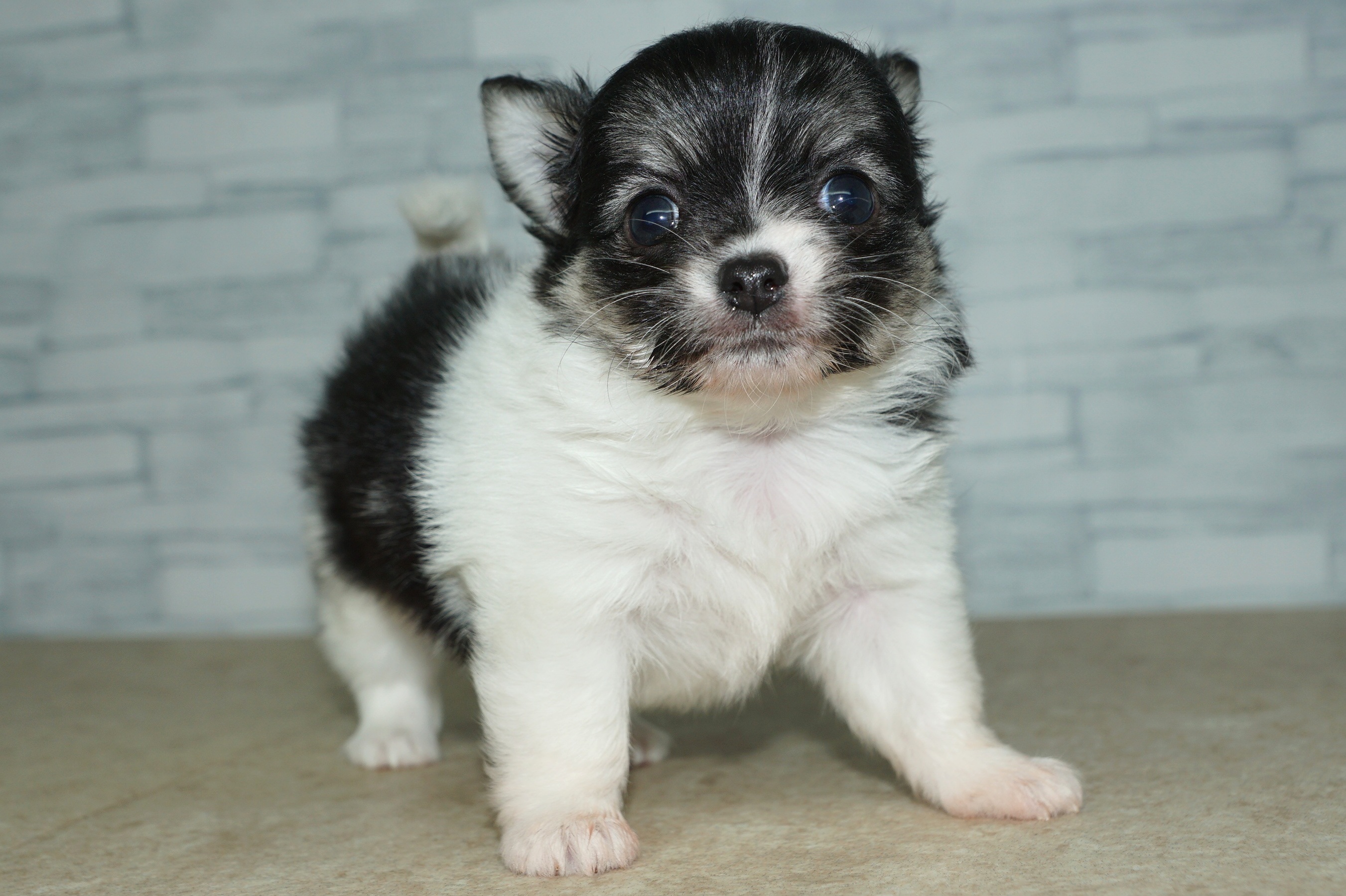 神奈川県のチワワ(ロング) (きくちペット湘南平塚店/2025年9月13日生まれ/女の子/パーティーカラー)の子犬の4枚目の画像