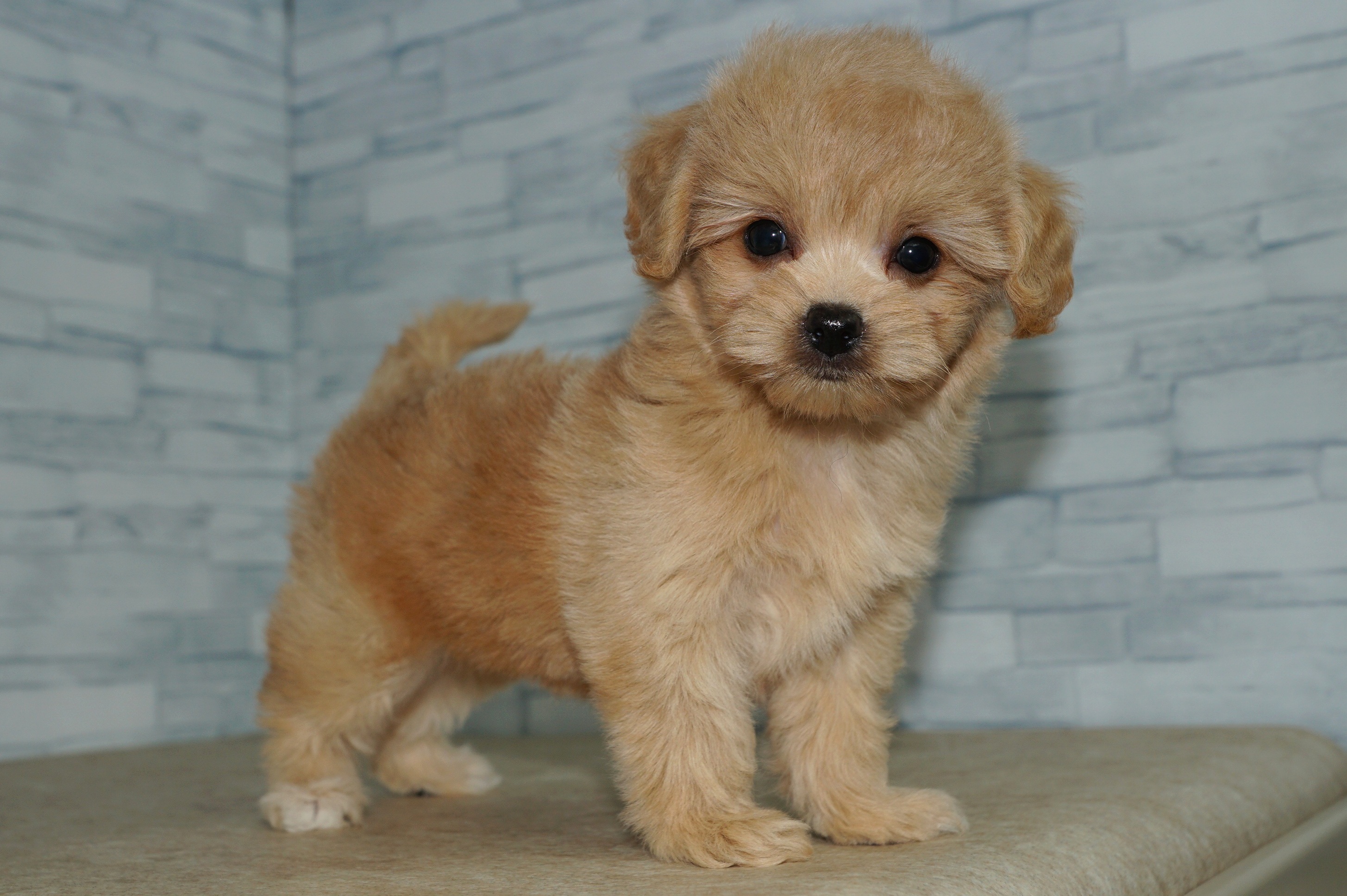 神奈川県のチワプー/プーチー(チワワ×プードル) (きくちペット湘南平塚店/2025年9月13日生まれ/女の子/アプリコット)の子犬の3枚目の画像