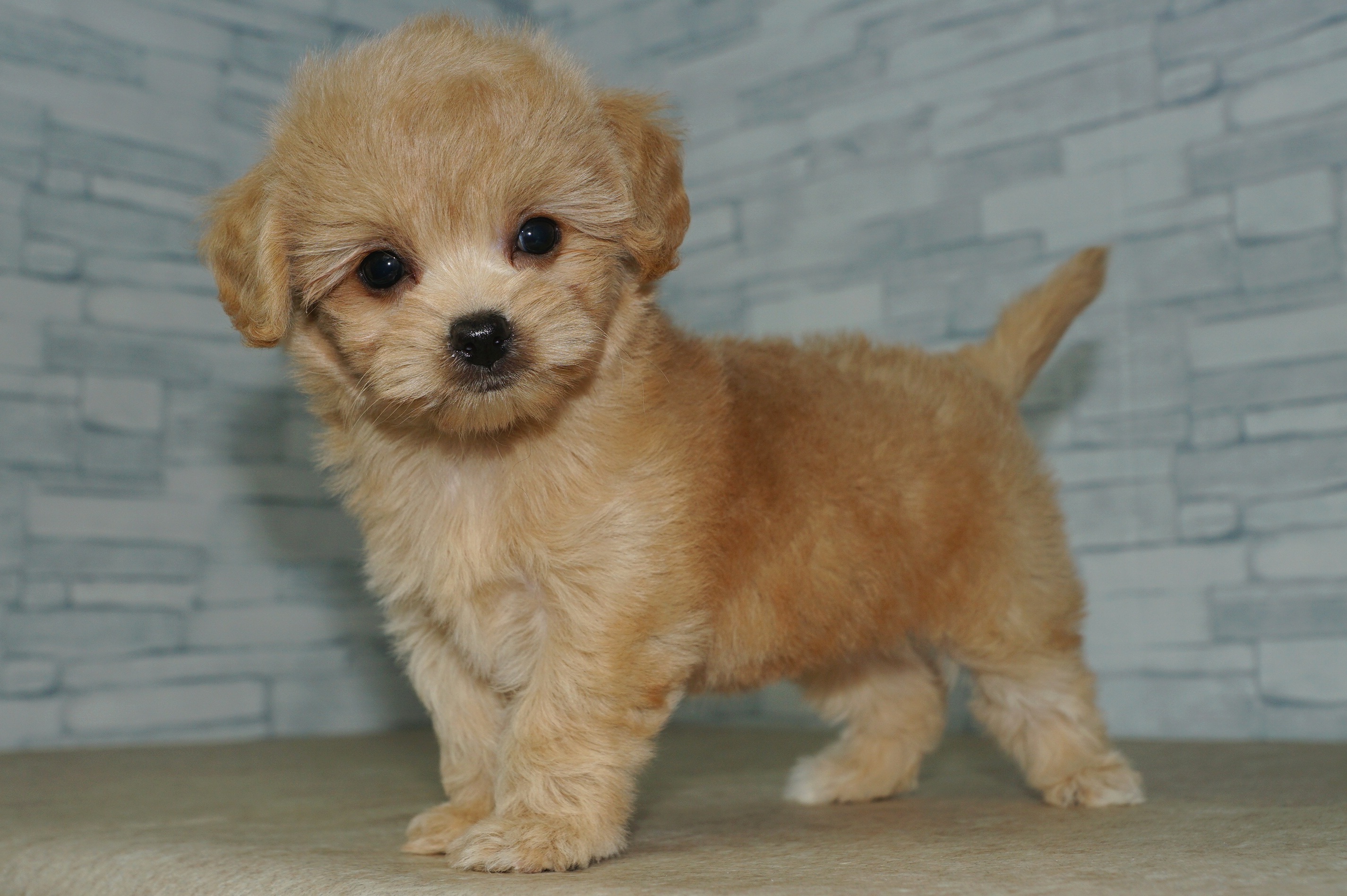 神奈川県のチワプー/プーチー(チワワ×プードル) (きくちペット湘南平塚店/2025年9月13日生まれ/女の子/アプリコット)の子犬の4枚目の画像