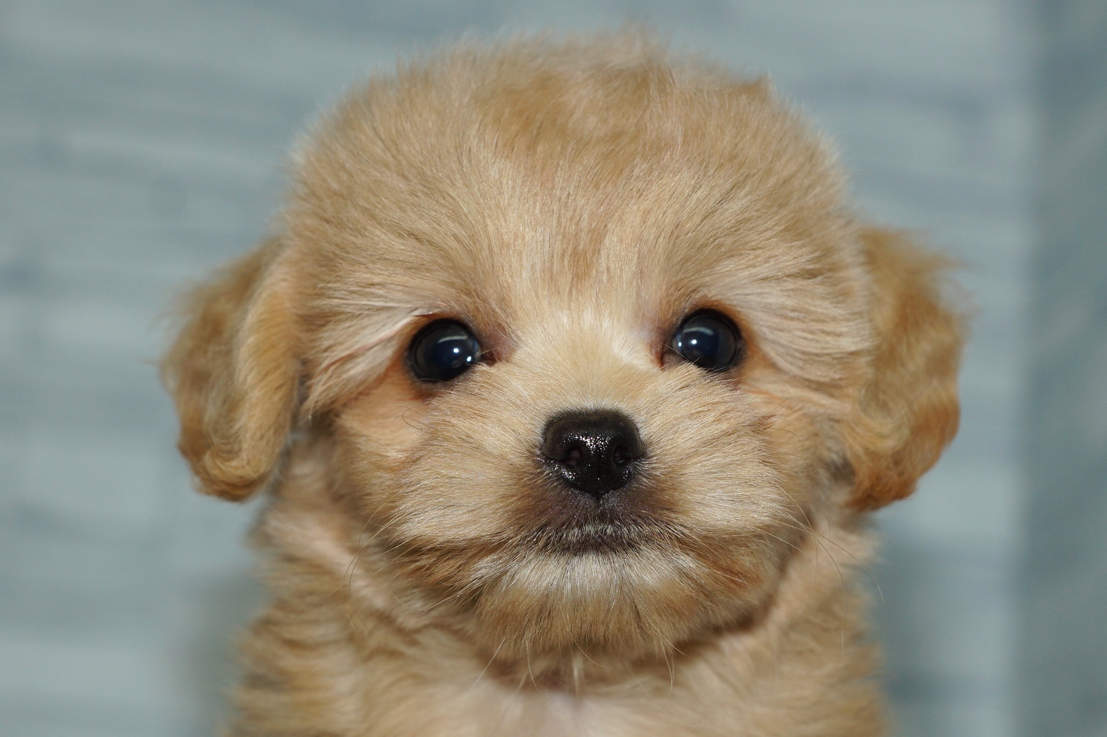 神奈川県のチワプー/プーチー(チワワ×プードル) (きくちペット湘南平塚店/2025年9月13日生まれ/女の子/アプリコット)の子犬の1枚目の画像