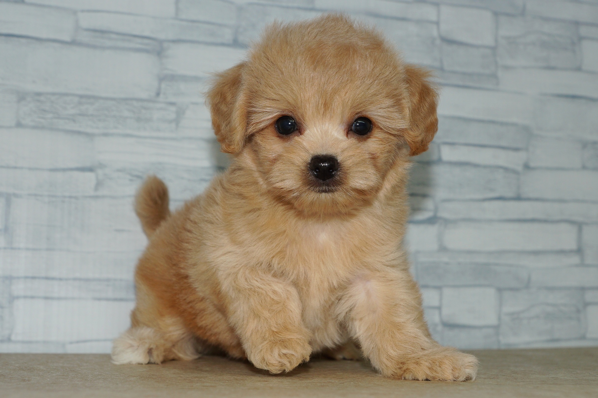 神奈川県のチワプー/プーチー(チワワ×プードル) (きくちペット湘南平塚店/2025年9月13日生まれ/女の子/アプリコット)の子犬の2枚目の画像