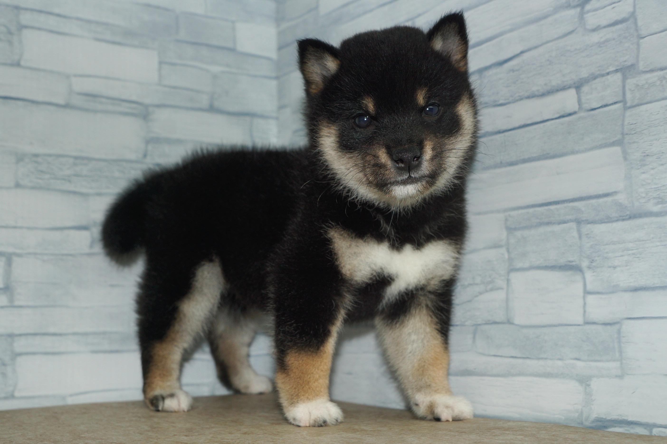 神奈川県の柴犬(標準サイズ) (きくちペット湘南平塚店/2025年9月10日生まれ/女の子/黒)の子犬の3枚目の画像