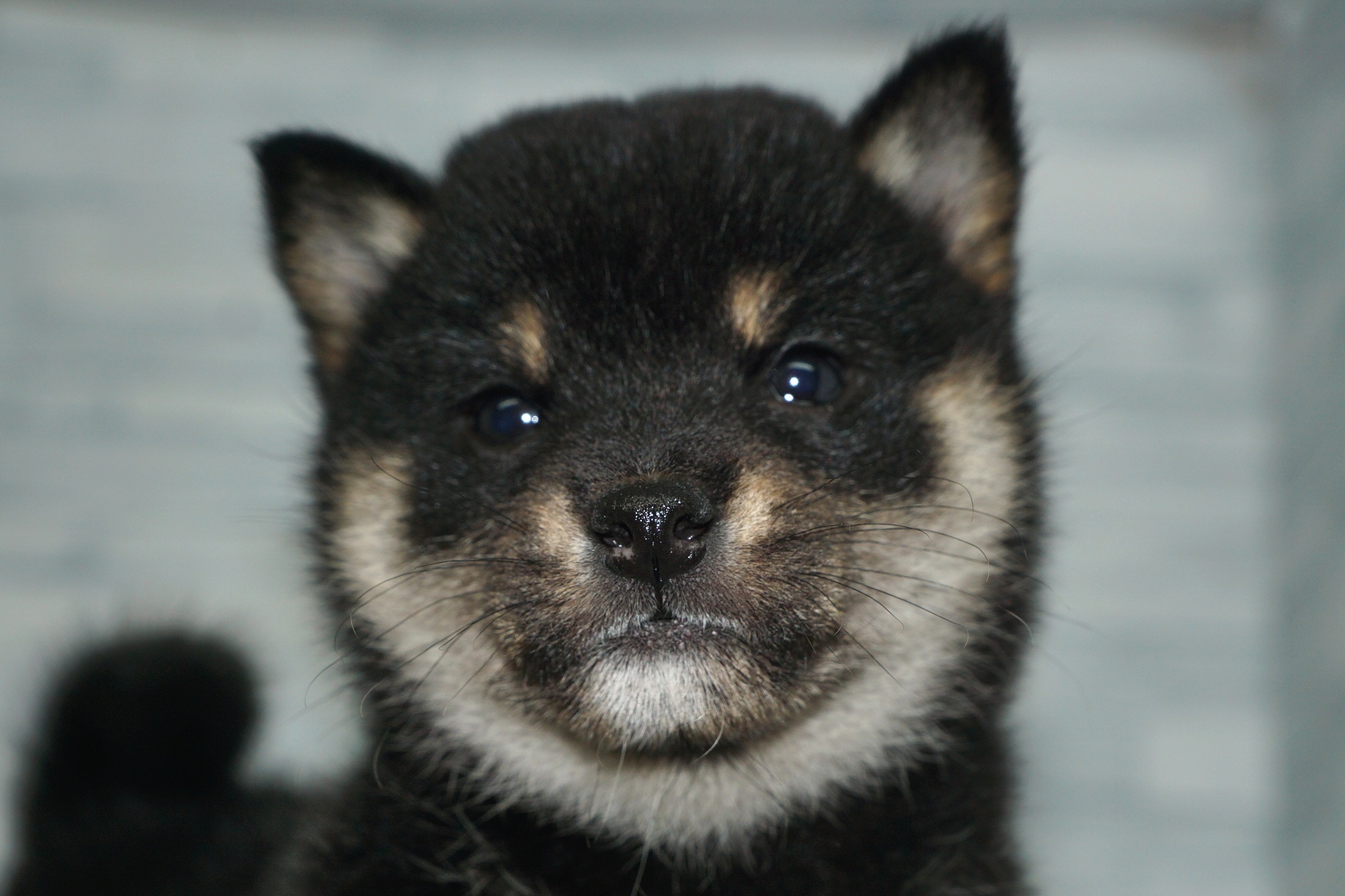 神奈川県の柴犬(標準サイズ) (きくちペット湘南平塚店/2025年9月10日生まれ/女の子/黒)の子犬の1枚目の画像
