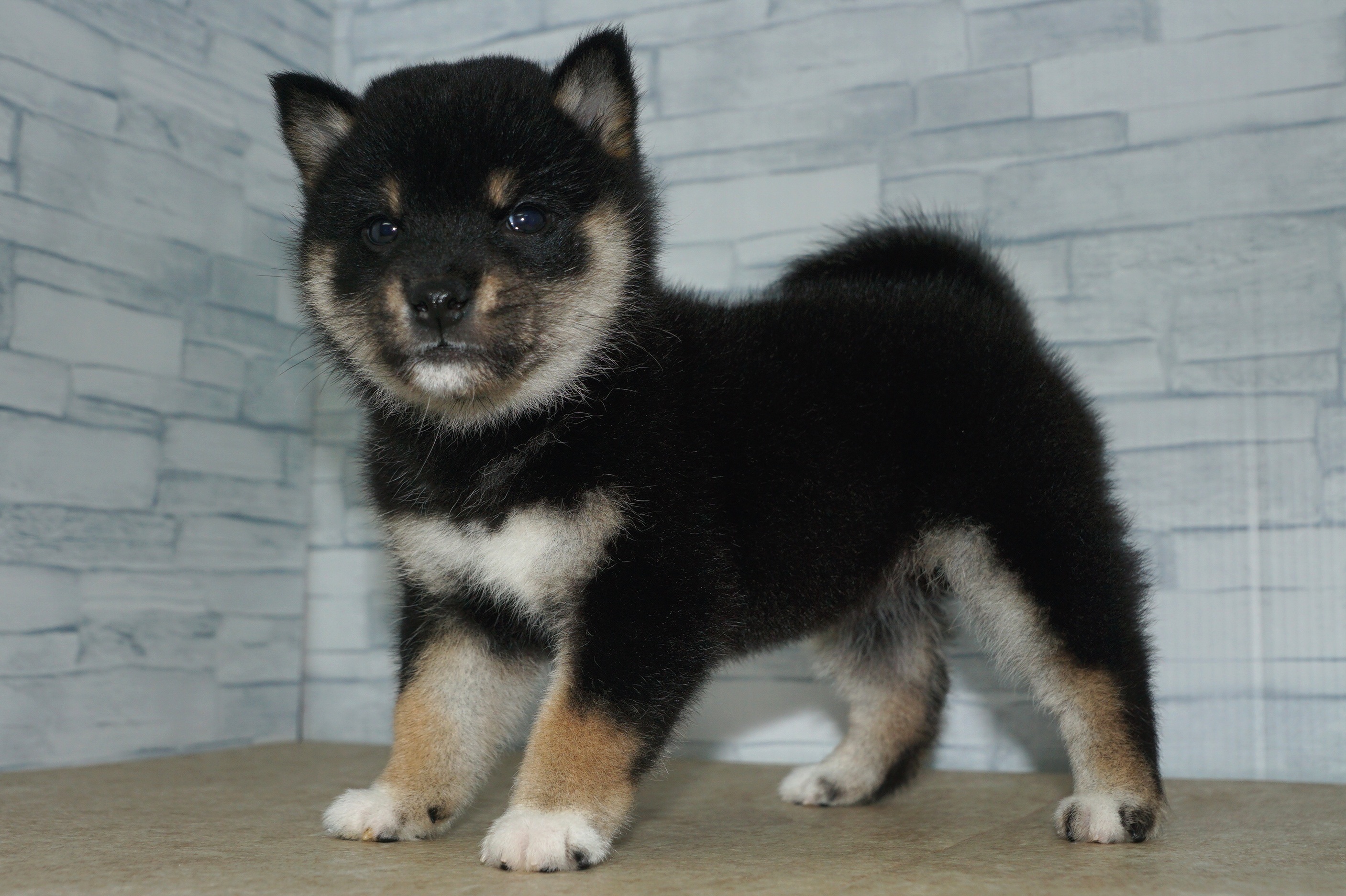 神奈川県の柴犬(標準サイズ) (きくちペット湘南平塚店/2025年9月10日生まれ/女の子/黒)の子犬の2枚目の画像