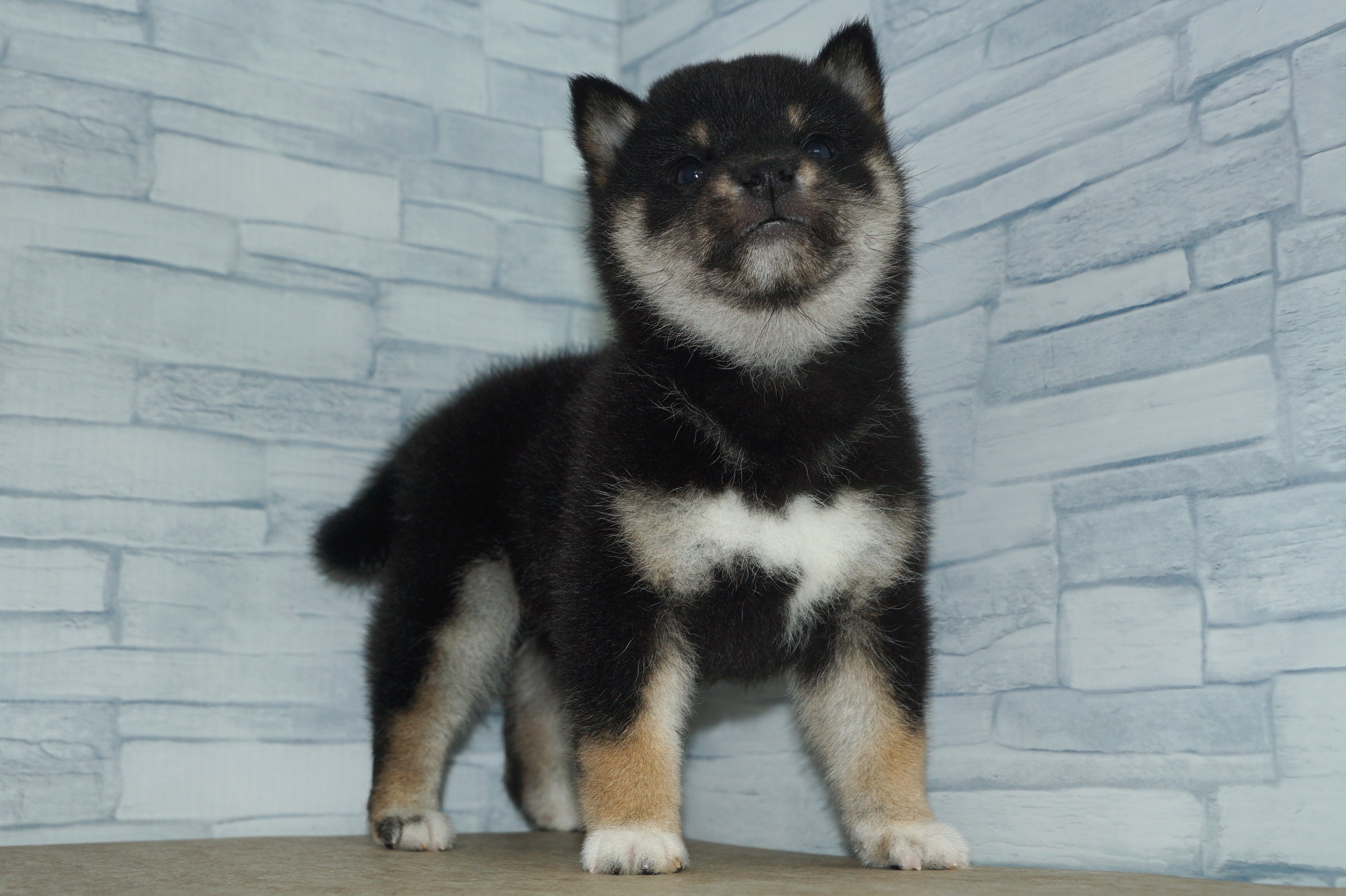 神奈川県の柴犬(標準サイズ) (きくちペット湘南平塚店/2025年9月10日生まれ/女の子/黒)の子犬の4枚目の画像