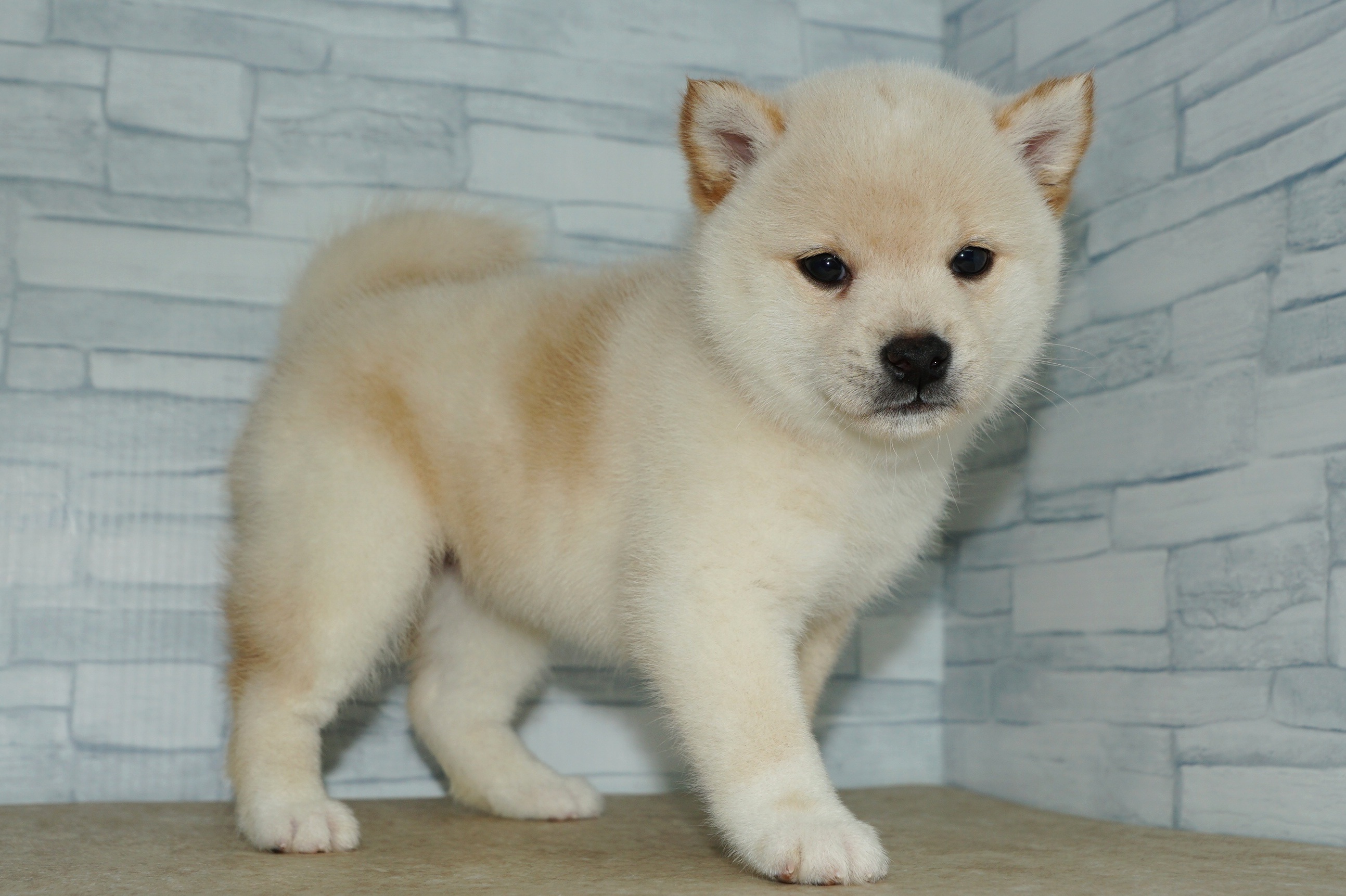 神奈川県の柴犬(標準サイズ) (きくちペット湘南平塚店/2025年9月10日生まれ/女の子/白)の子犬の2枚目の画像