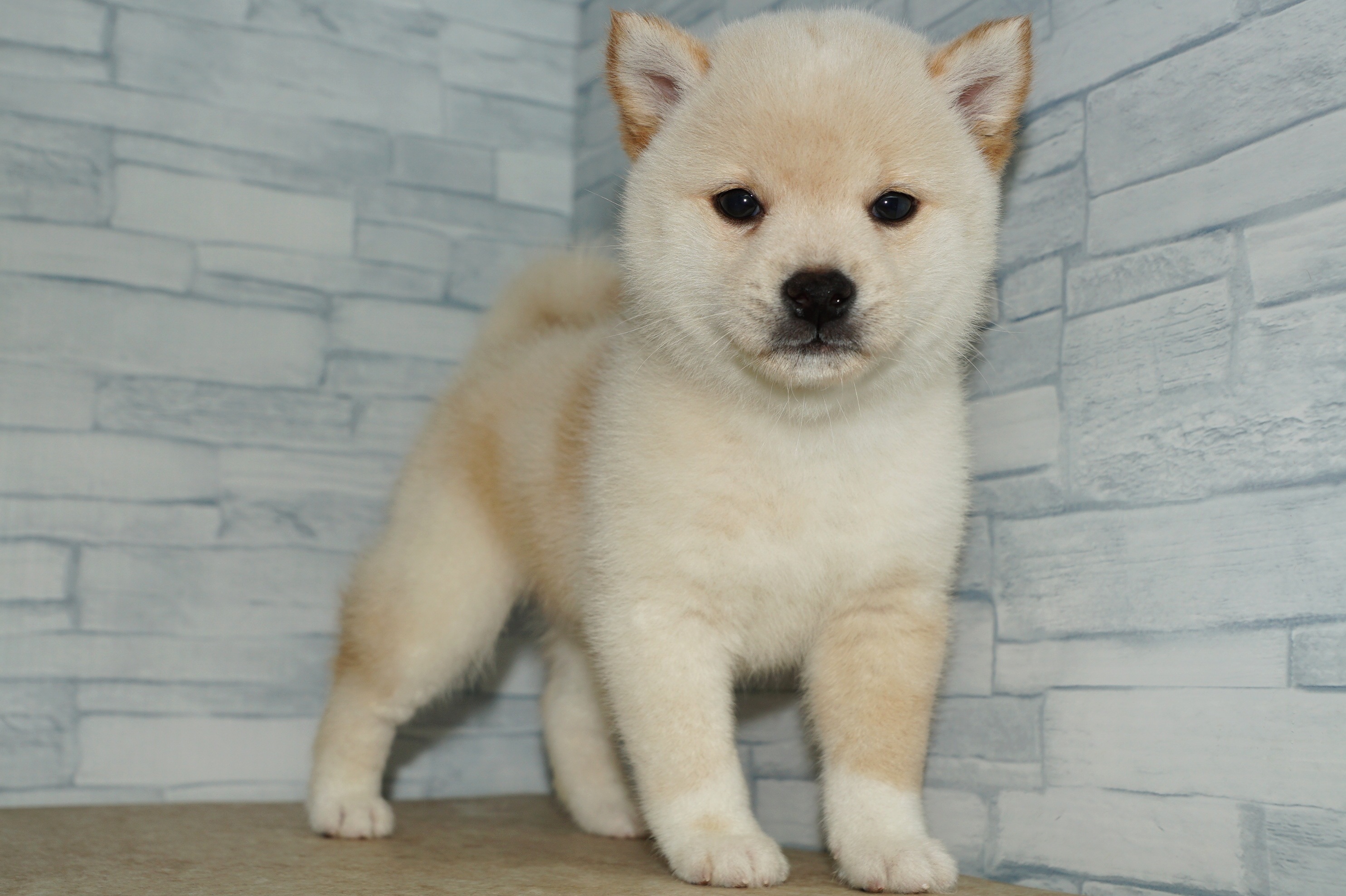 神奈川県の柴犬(標準サイズ) (きくちペット湘南平塚店/2025年9月10日生まれ/女の子/白)の子犬の3枚目の画像