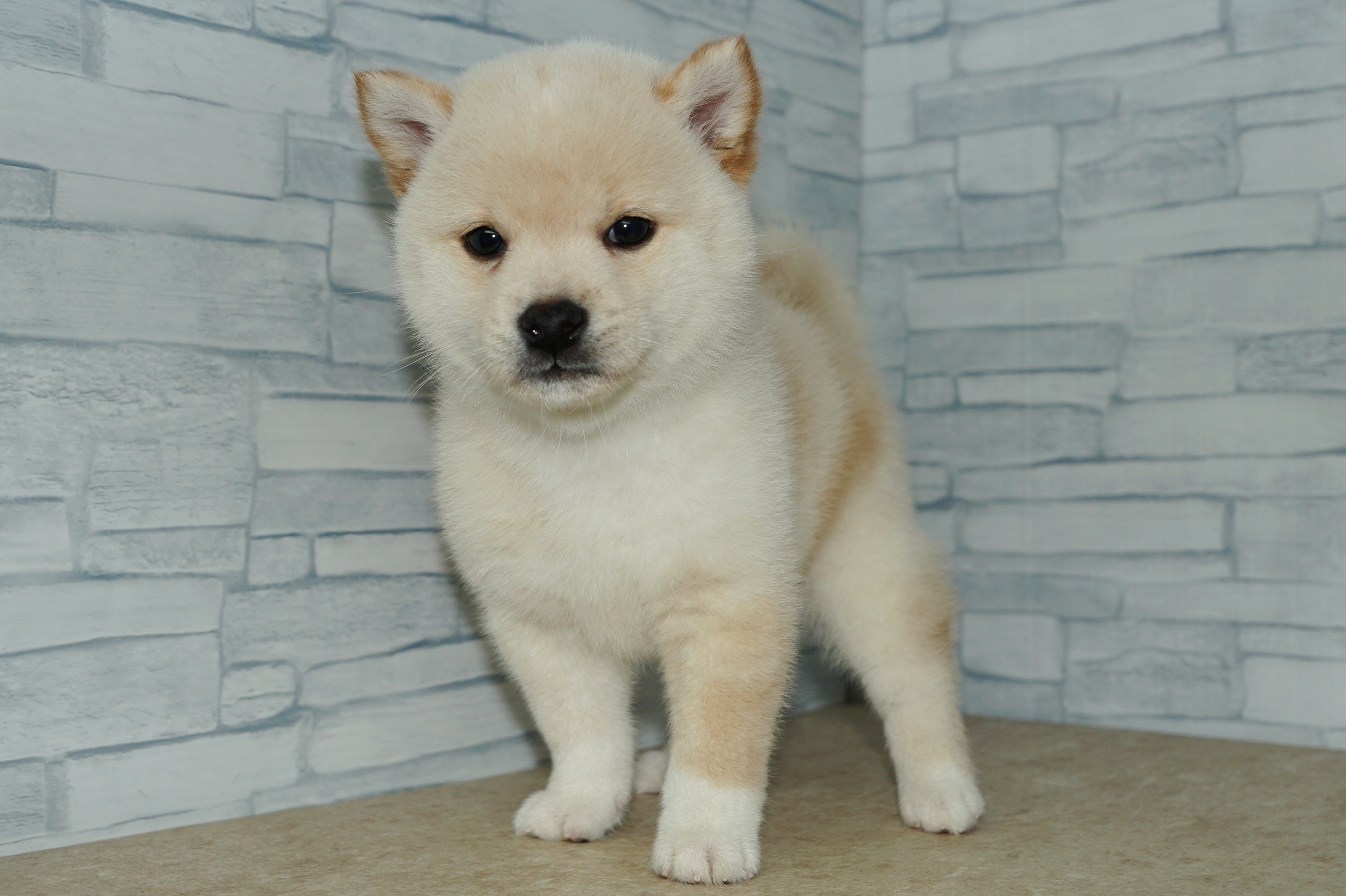 神奈川県の柴犬(標準サイズ) (きくちペット湘南平塚店/2025年9月10日生まれ/女の子/白)の子犬の4枚目の画像