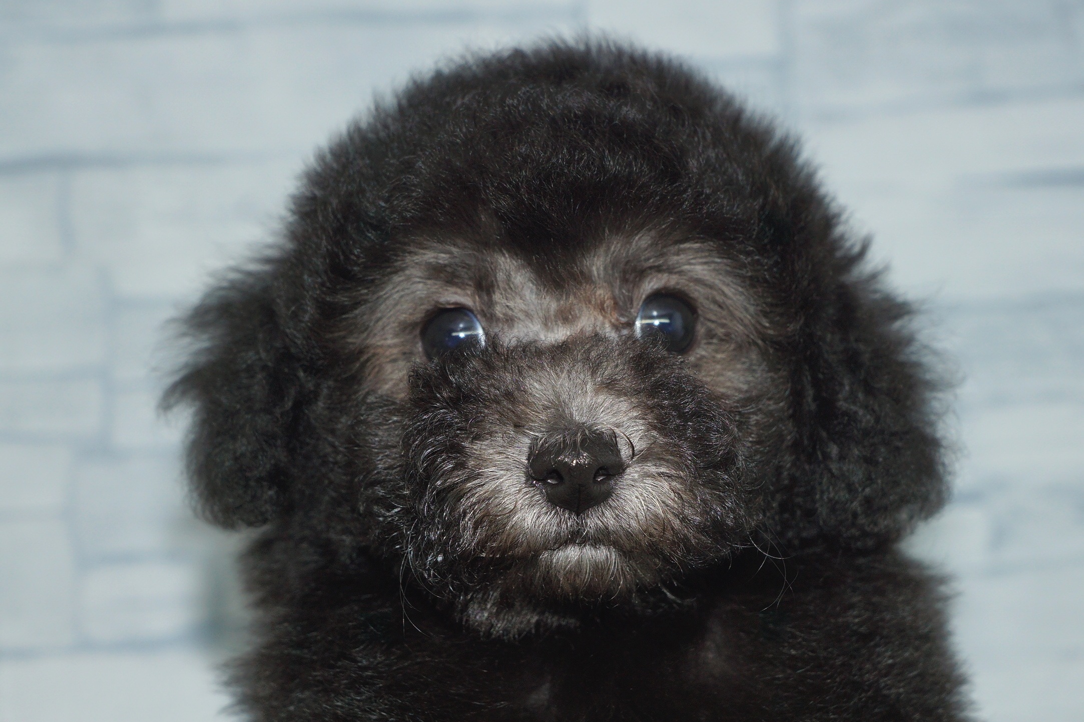 神奈川県のトイプードル(トイ) (きくちペット湘南平塚店/2025年9月14日生まれ/女の子/シルバー)の子犬の1枚目の画像