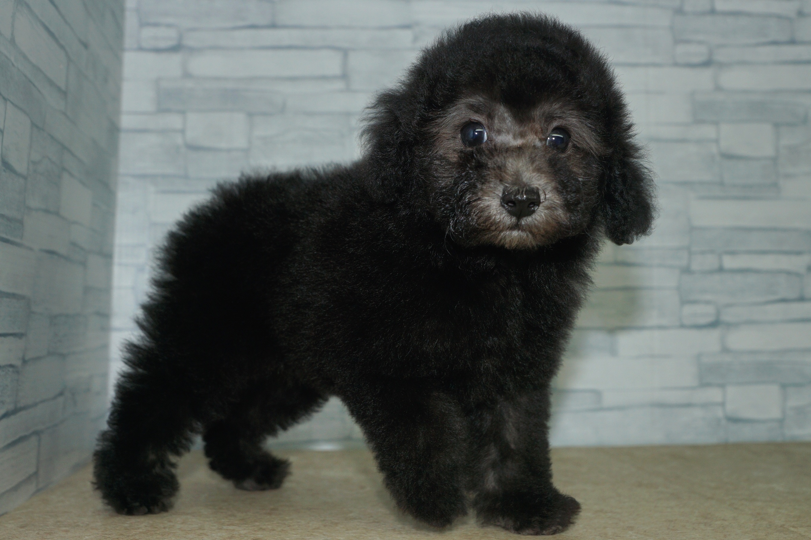 神奈川県のトイプードル(トイ) (きくちペット湘南平塚店/2025年9月14日生まれ/女の子/シルバー)の子犬の4枚目の画像