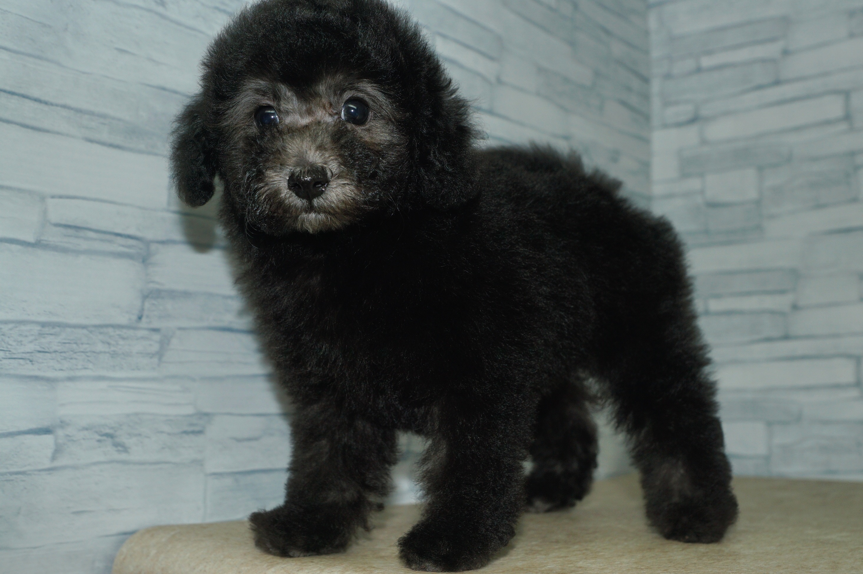 神奈川県のトイプードル(トイ) (きくちペット湘南平塚店/2025年9月14日生まれ/女の子/シルバー)の子犬の3枚目の画像