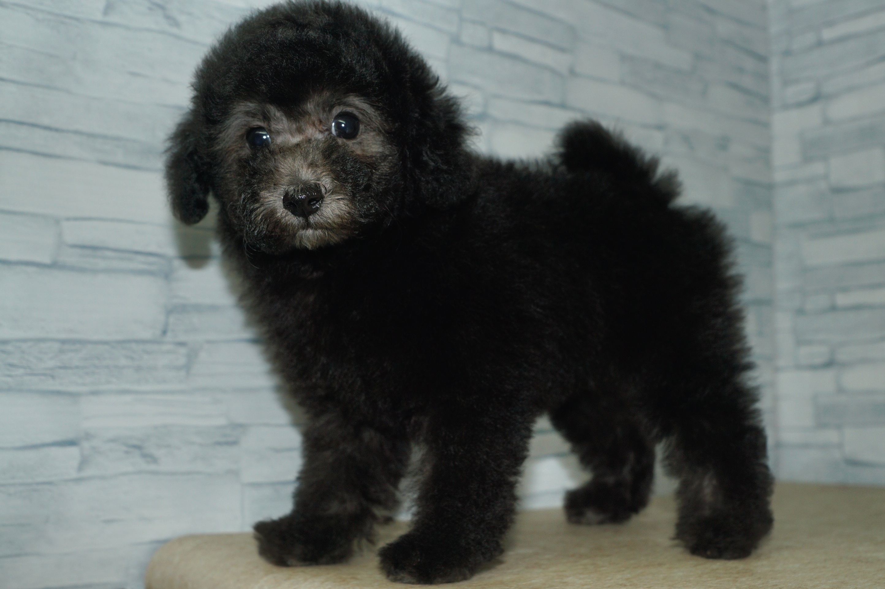 神奈川県のトイプードル(トイ) (きくちペット湘南平塚店/2025年9月14日生まれ/女の子/シルバー)の子犬の2枚目の画像