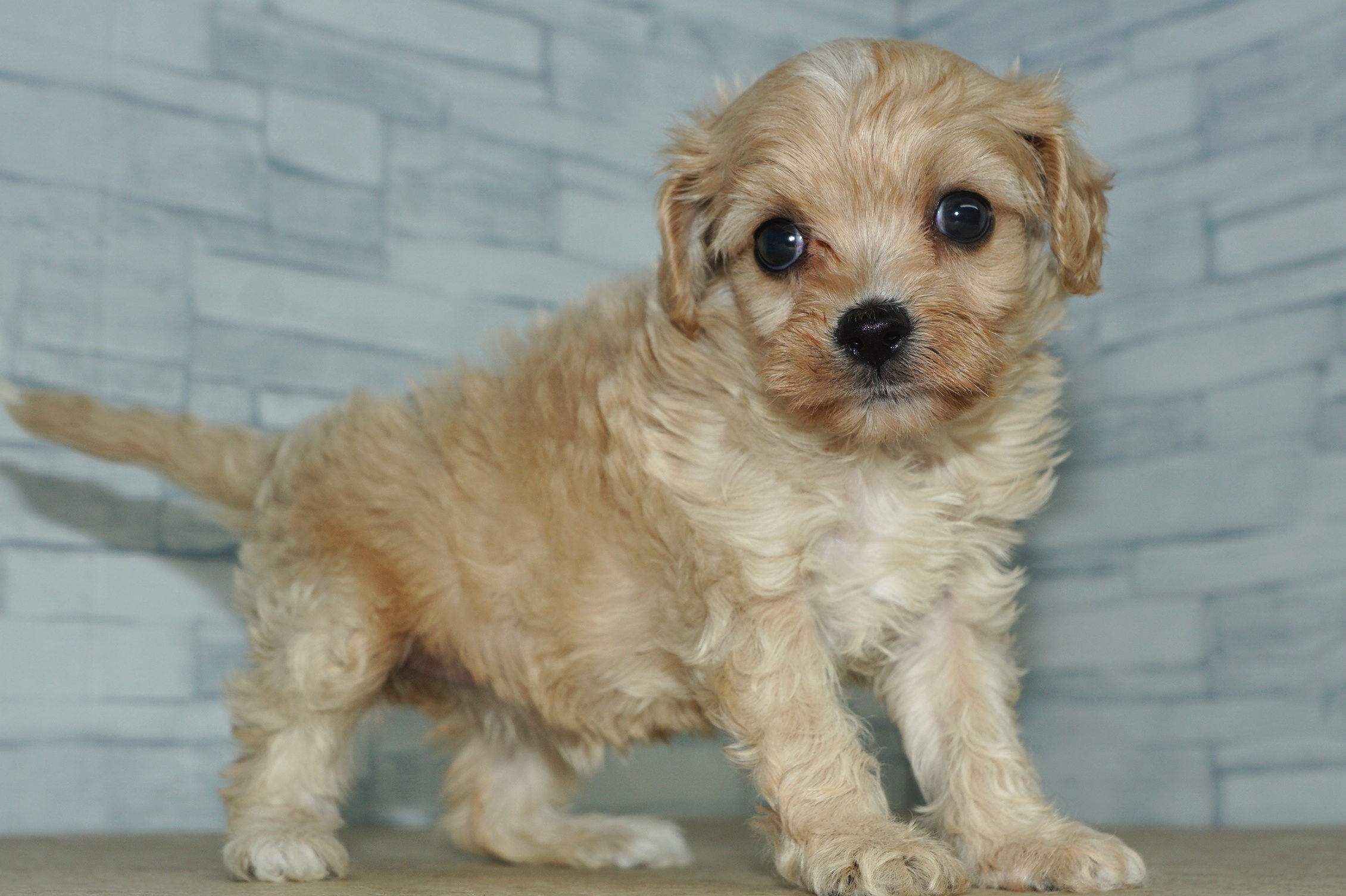 神奈川県のキャバプー(キャバリア×プードル) (きくちペット湘南平塚店/2025年9月21日生まれ/女の子/クリーム)の子犬の3枚目の画像