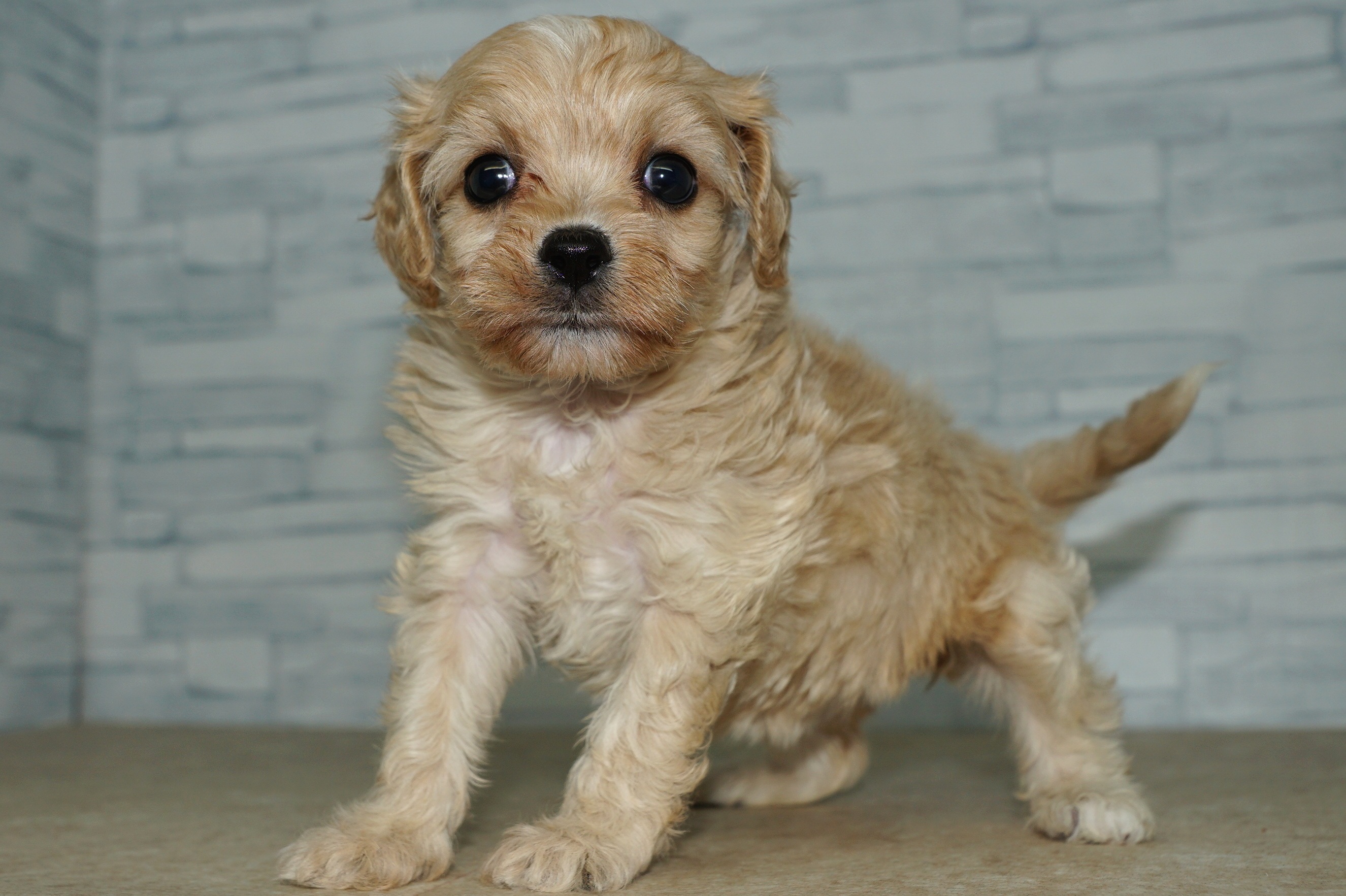 神奈川県のキャバプー(キャバリア×プードル) (きくちペット湘南平塚店/2025年9月21日生まれ/女の子/クリーム)の子犬の2枚目の画像