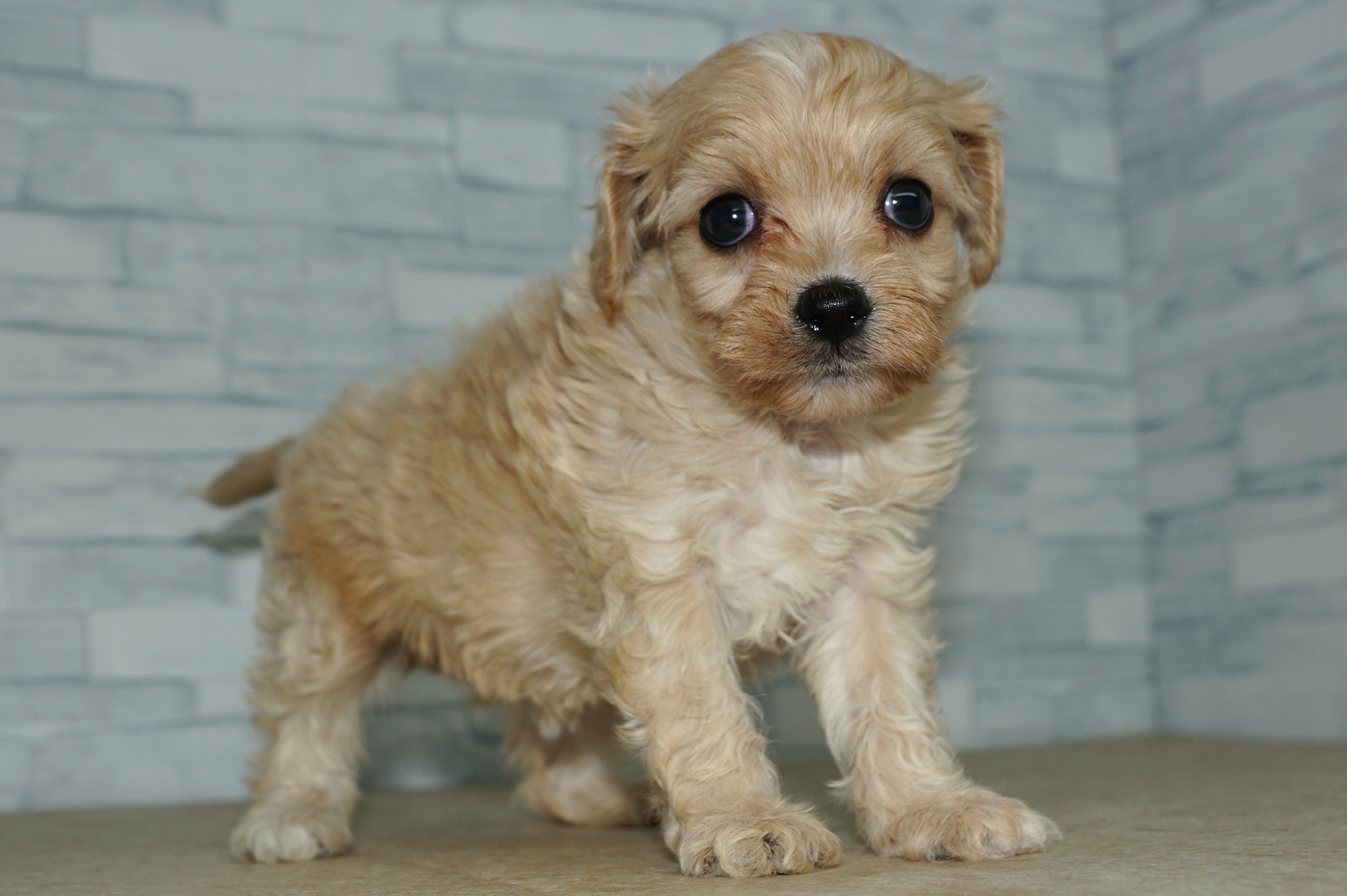 神奈川県のキャバプー(キャバリア×プードル) (きくちペット湘南平塚店/2025年9月21日生まれ/女の子/クリーム)の子犬の4枚目の画像