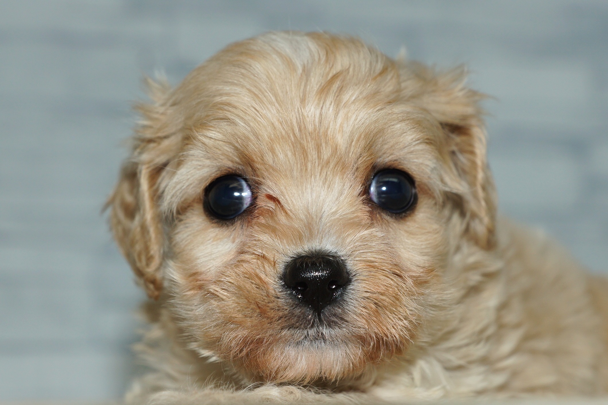 神奈川県のキャバプー(キャバリア×プードル) (きくちペット湘南平塚店/2025年9月21日生まれ/女の子/クリーム)の子犬の1枚目の画像