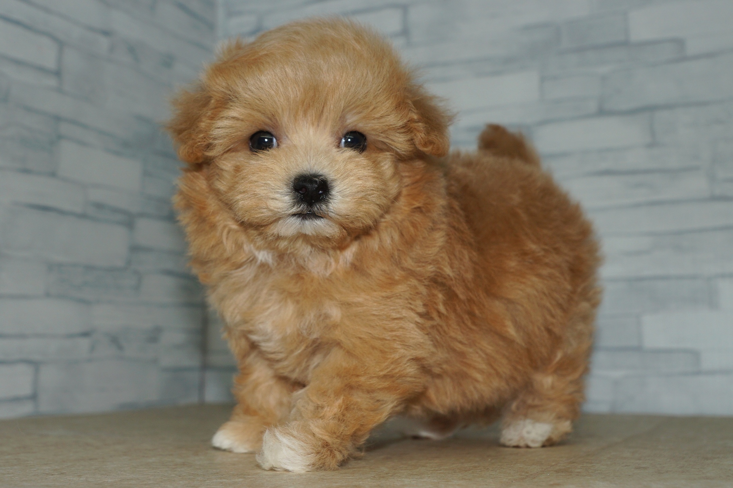 神奈川県のマルプー(マルチーズ×プードル) (きくちペット湘南平塚店/2025年9月20日生まれ/女の子/アプリコット)の子犬の3枚目の画像