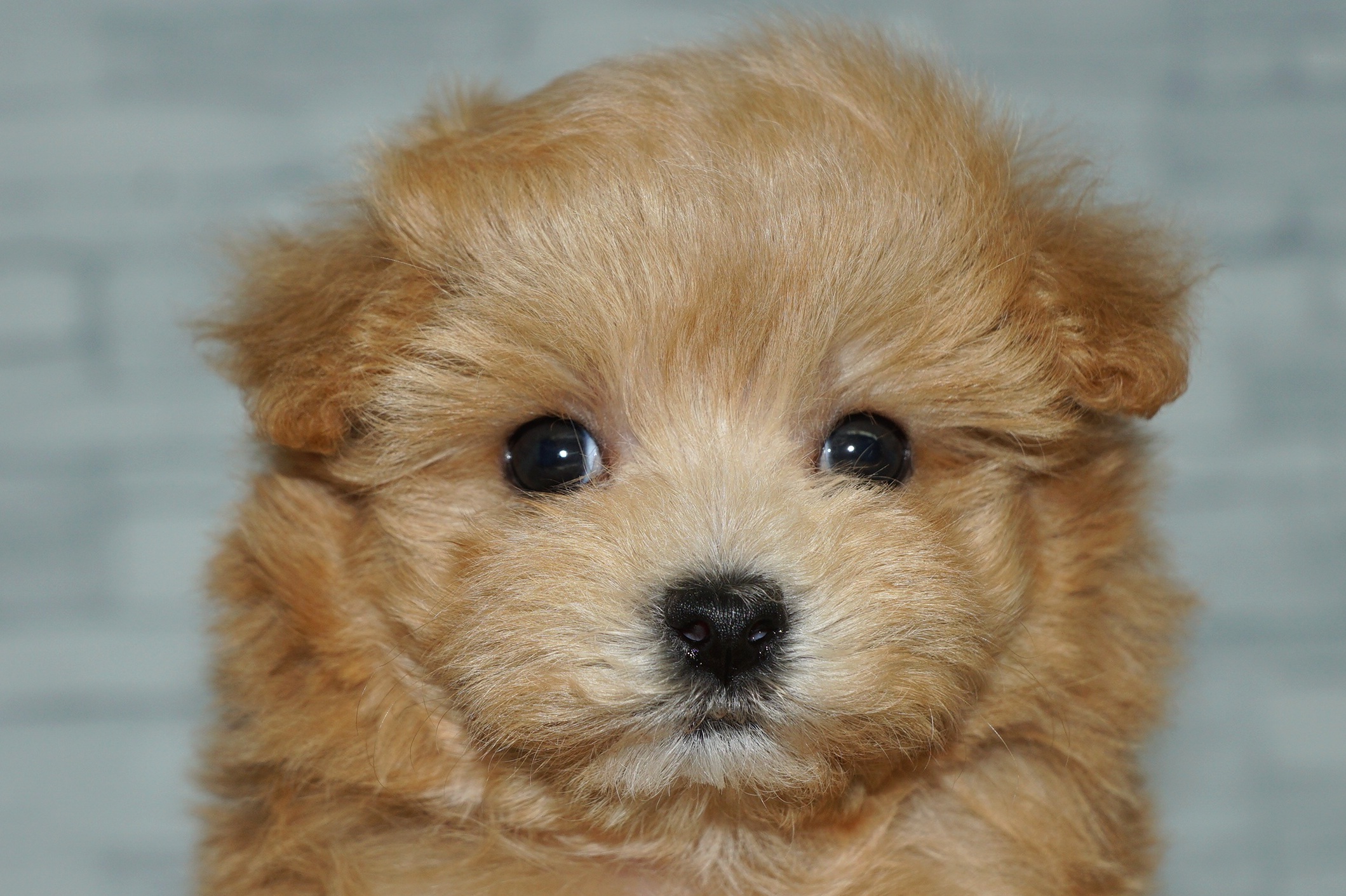 神奈川県のマルプー(マルチーズ×プードル) (きくちペット湘南平塚店/2025年9月20日生まれ/女の子/アプリコット)の子犬の1枚目の画像