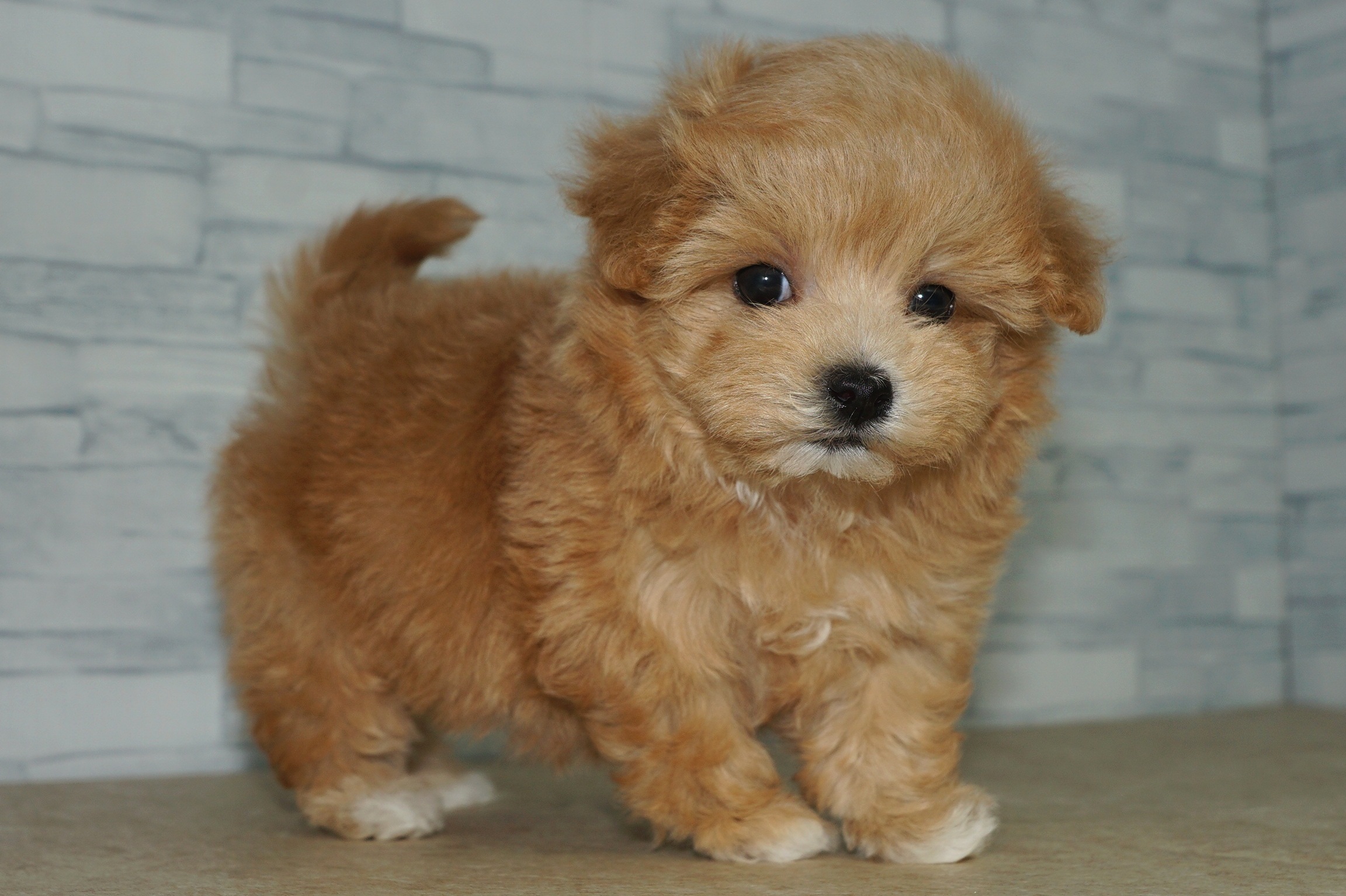 神奈川県のマルプー(マルチーズ×プードル) (きくちペット湘南平塚店/2025年9月20日生まれ/女の子/アプリコット)の子犬の4枚目の画像