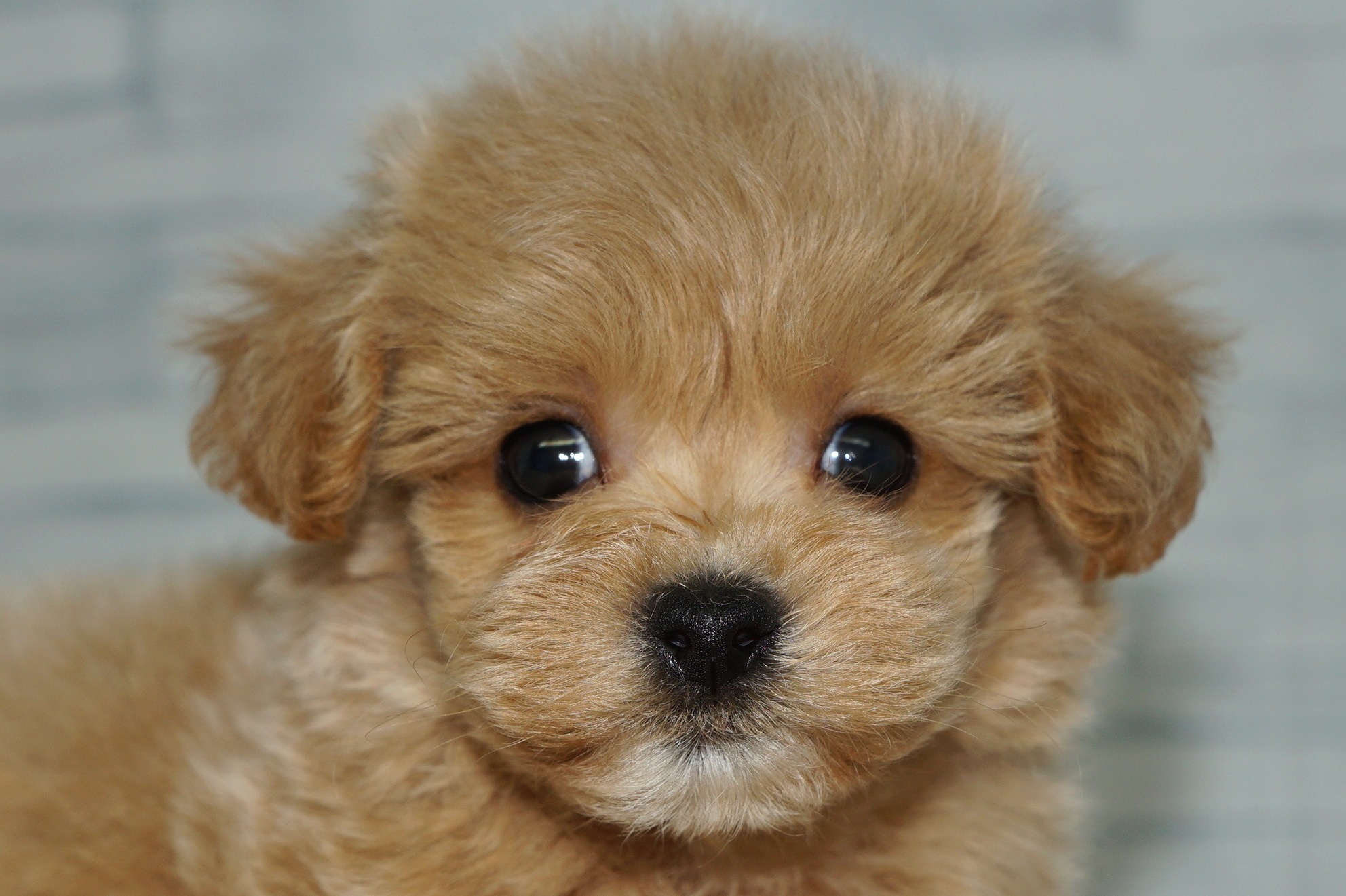 神奈川県のマルプー(マルチーズ×プードル) (きくちペット湘南平塚店/2025年9月20日生まれ/男の子/アプリコット)の子犬の1枚目の画像