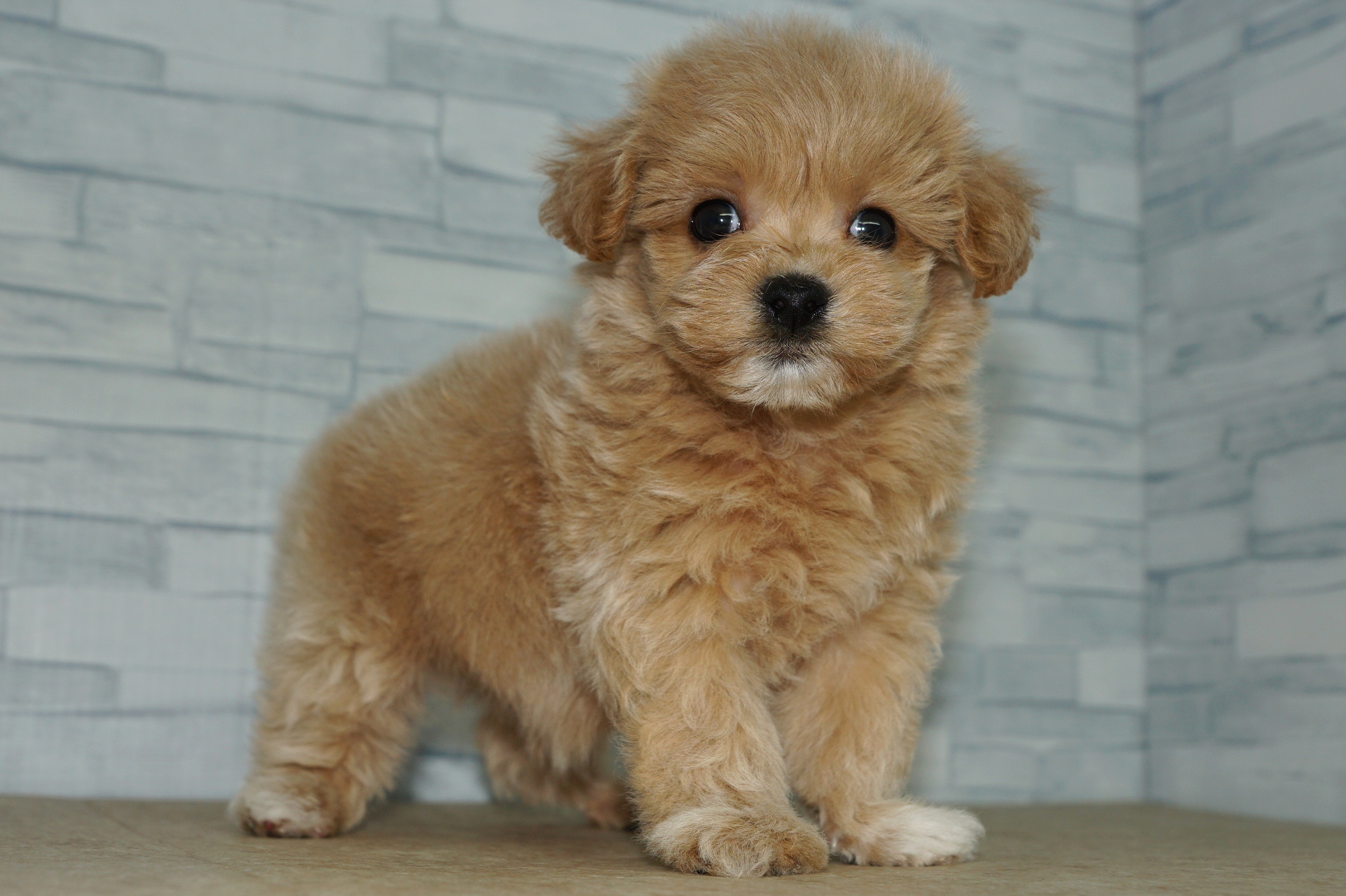 神奈川県のマルプー(マルチーズ×プードル) (きくちペット湘南平塚店/2025年9月20日生まれ/男の子/アプリコット)の子犬の3枚目の画像