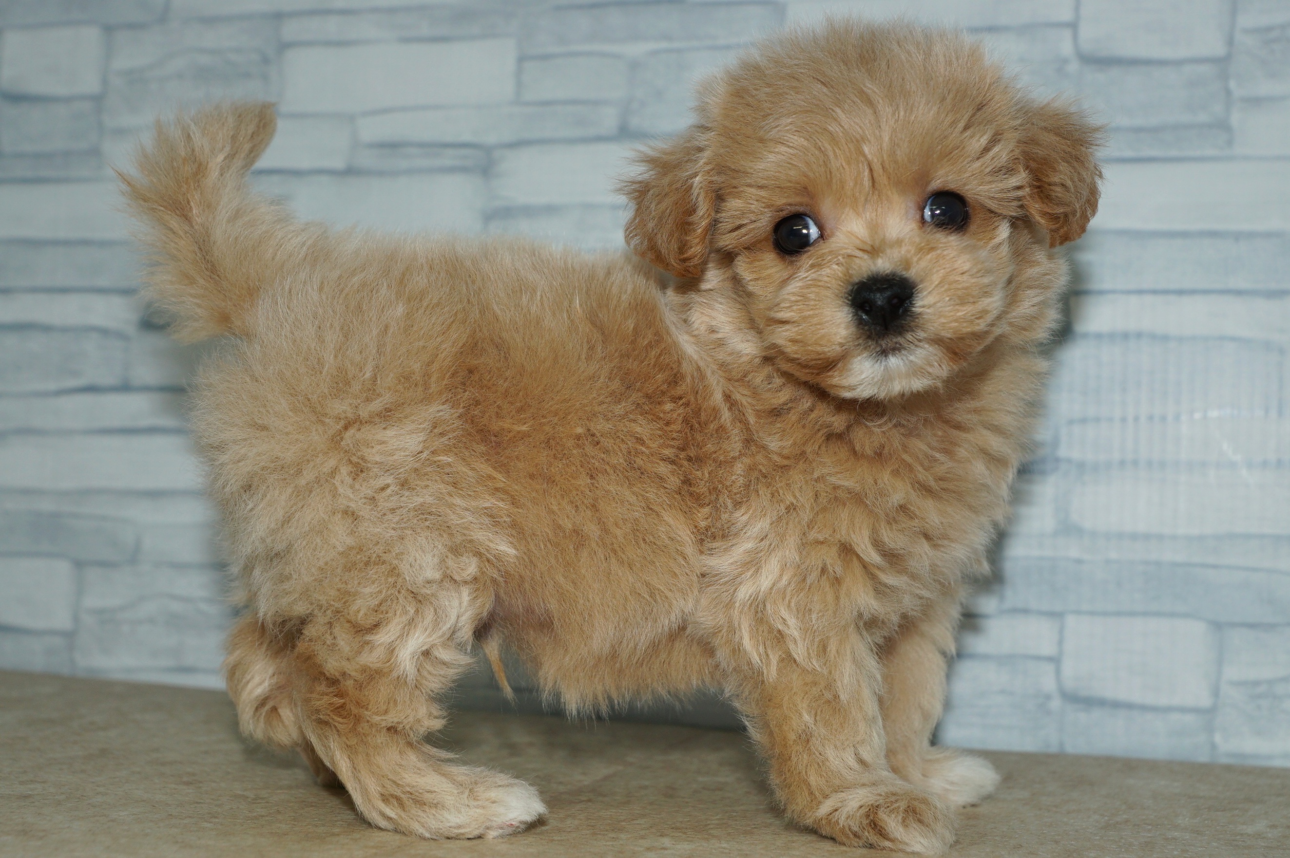 神奈川県のマルプー(マルチーズ×プードル) (きくちペット湘南平塚店/2025年9月20日生まれ/男の子/アプリコット)の子犬の2枚目の画像