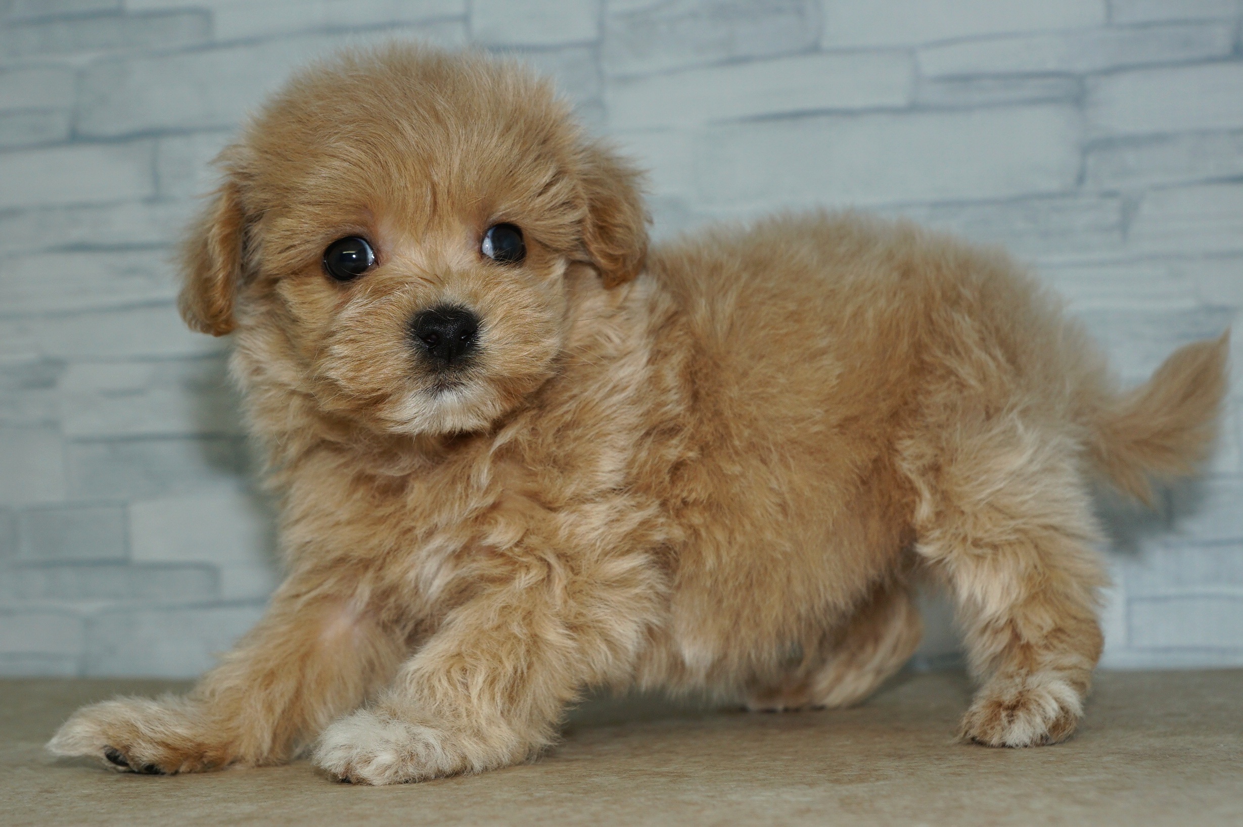 神奈川県のマルプー(マルチーズ×プードル) (きくちペット湘南平塚店/2025年9月20日生まれ/男の子/アプリコット)の子犬の4枚目の画像