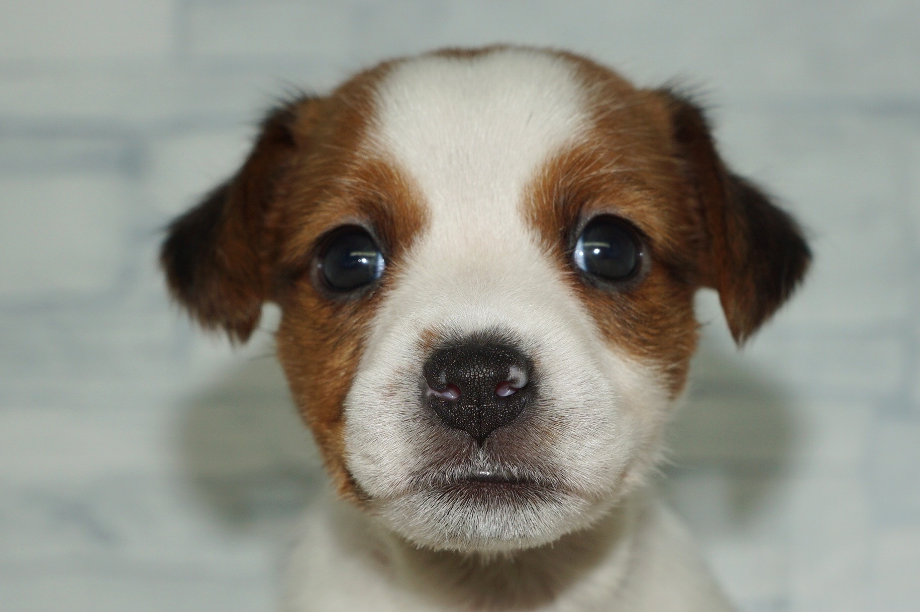 神奈川県のジャックラッセルテリア (きくちペット湘南平塚店/2025年9月20日生まれ/女の子/ホワイトタン)の子犬の1枚目の画像