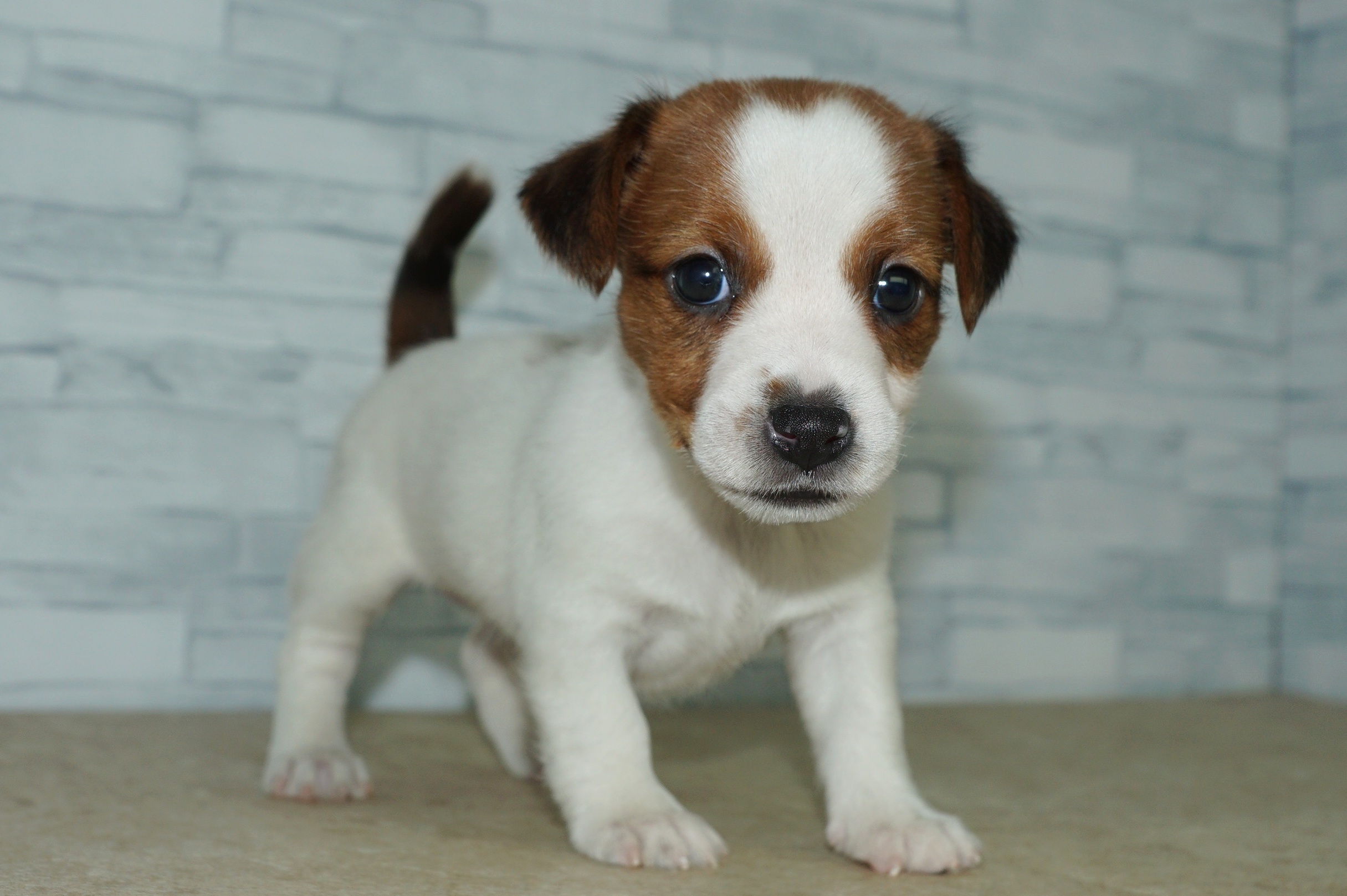 神奈川県のジャックラッセルテリア (きくちペット湘南平塚店/2025年9月20日生まれ/女の子/ホワイトタン)の子犬の3枚目の画像