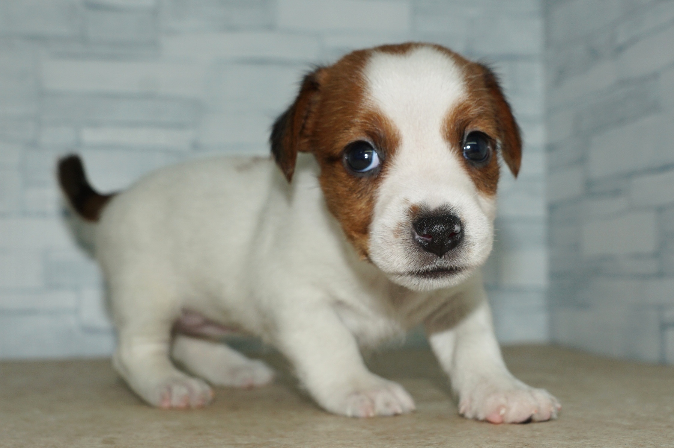 神奈川県のジャックラッセルテリア (きくちペット湘南平塚店/2025年9月20日生まれ/女の子/ホワイトタン)の子犬の2枚目の画像