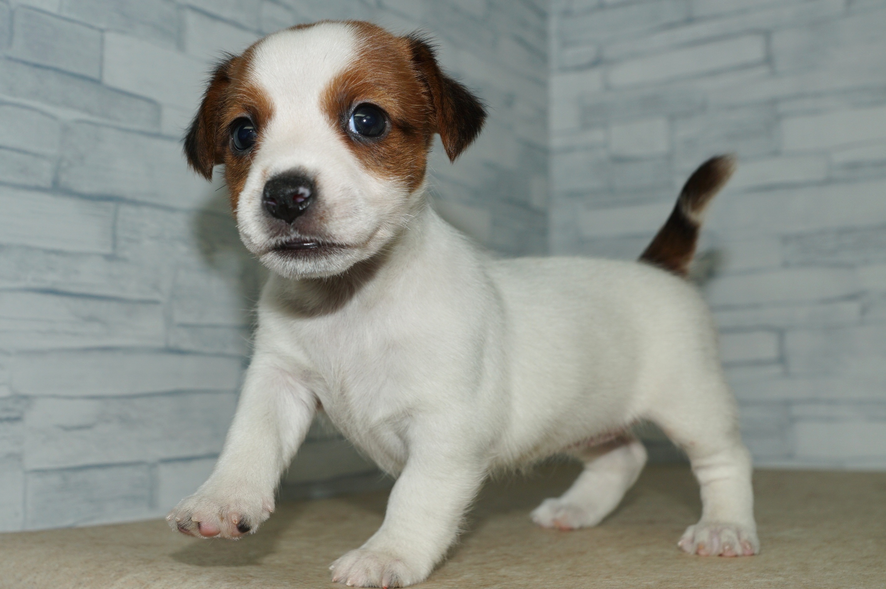 神奈川県のジャックラッセルテリア (きくちペット湘南平塚店/2025年9月20日生まれ/女の子/ホワイトタン)の子犬の4枚目の画像