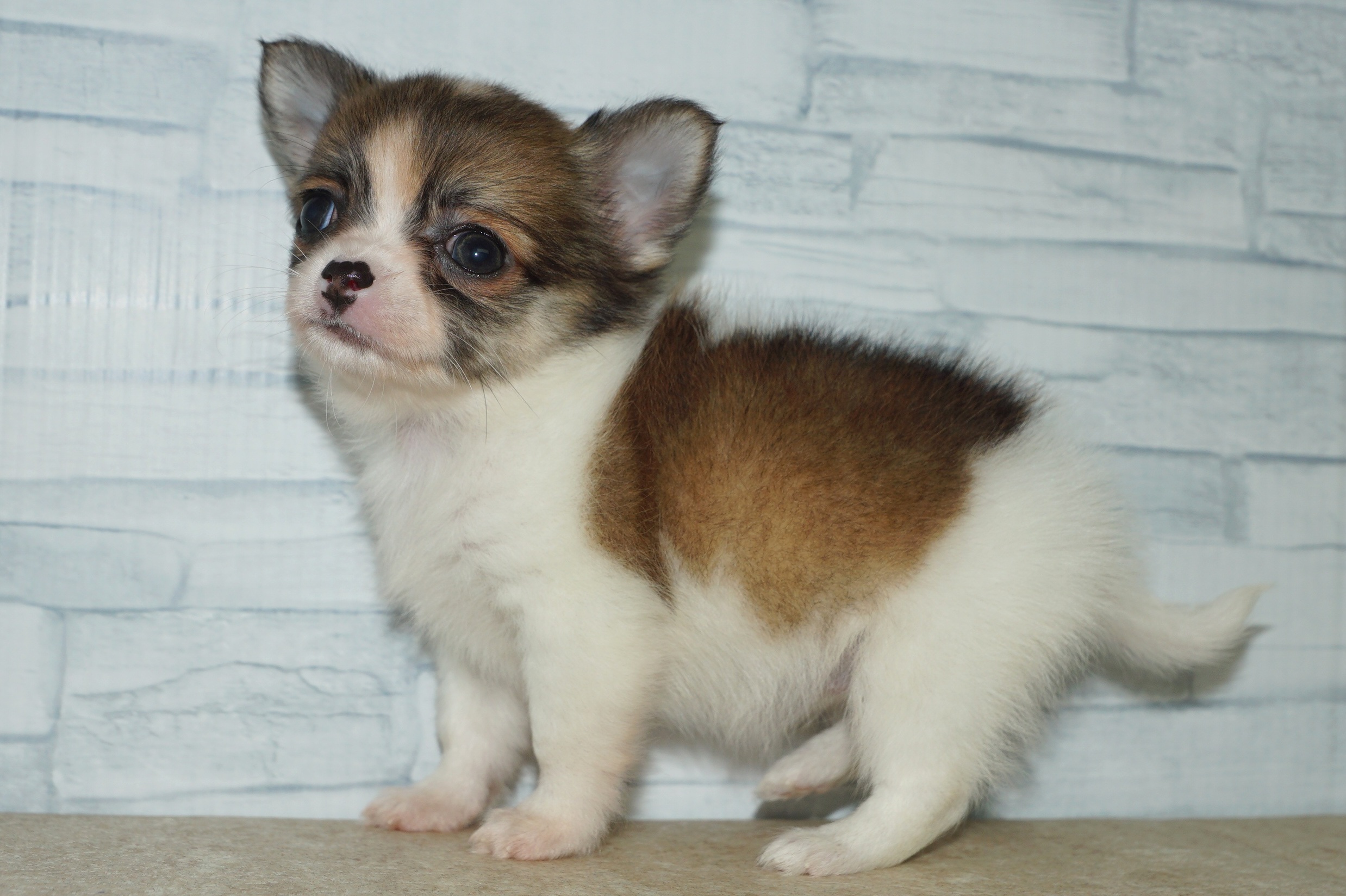 神奈川県のチワワ(ロング) (きくちペット湘南平塚店/2025年9月16日生まれ/女の子/レッドホワイト)の子犬の2枚目の画像