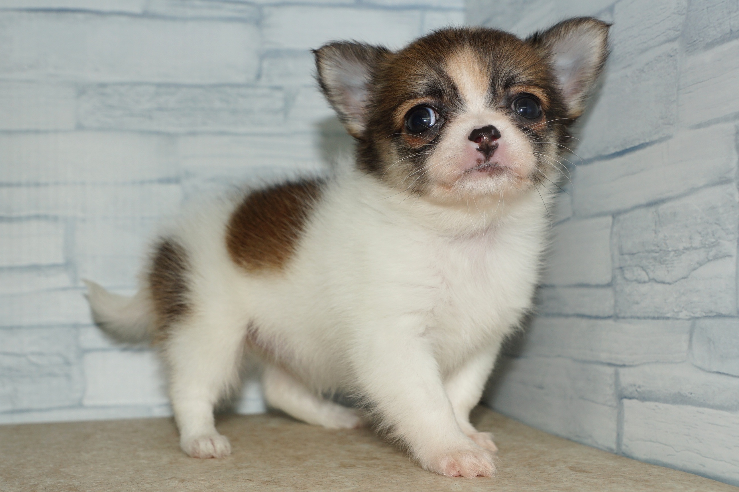 神奈川県のチワワ(ロング) (きくちペット湘南平塚店/2025年9月16日生まれ/女の子/レッドホワイト)の子犬の3枚目の画像