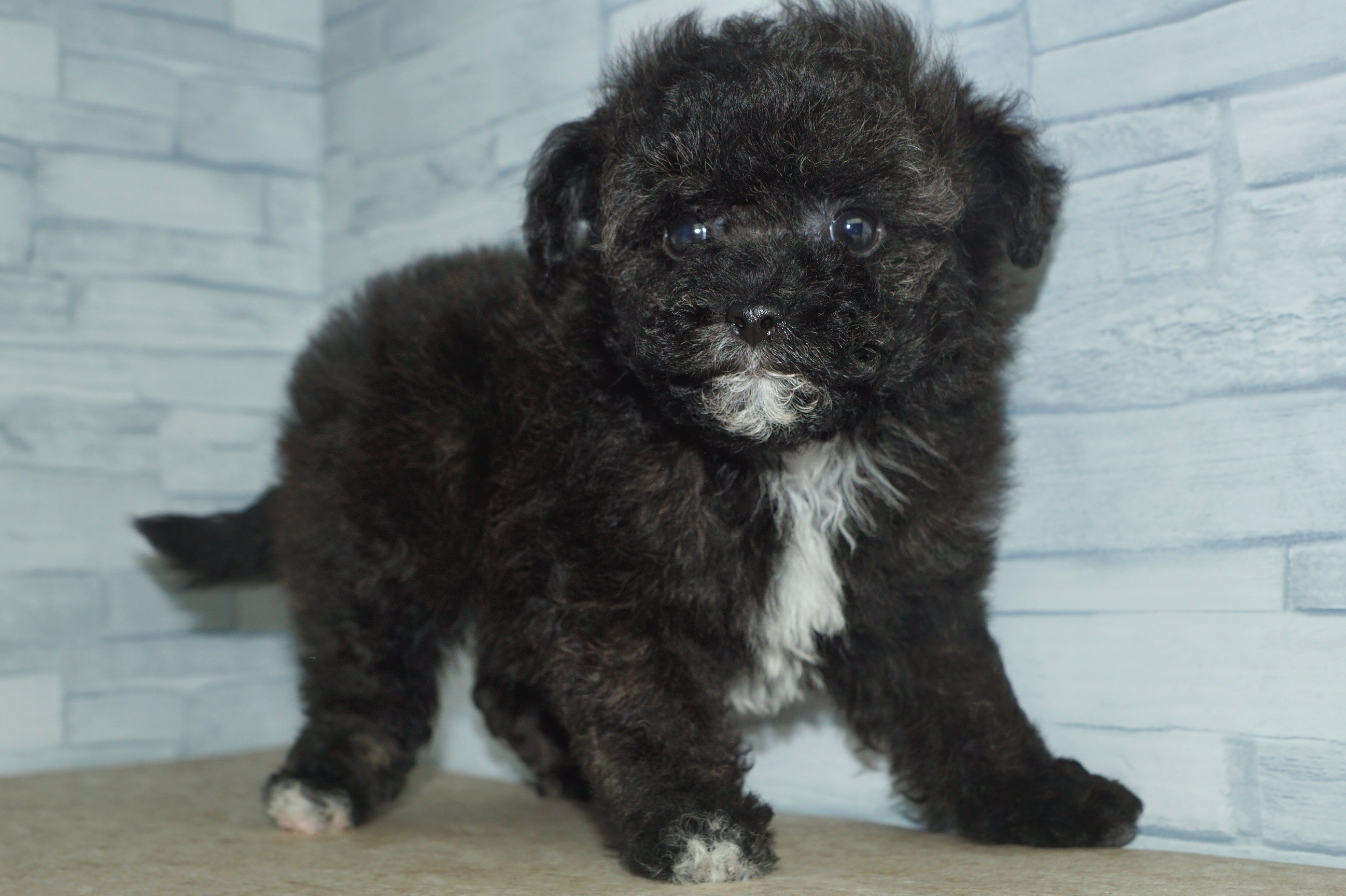 神奈川県のマルプー(マルチーズ×プードル) (きくちペット湘南平塚店/2025年9月17日生まれ/女の子/ブラックホワイト)の子犬の4枚目の画像