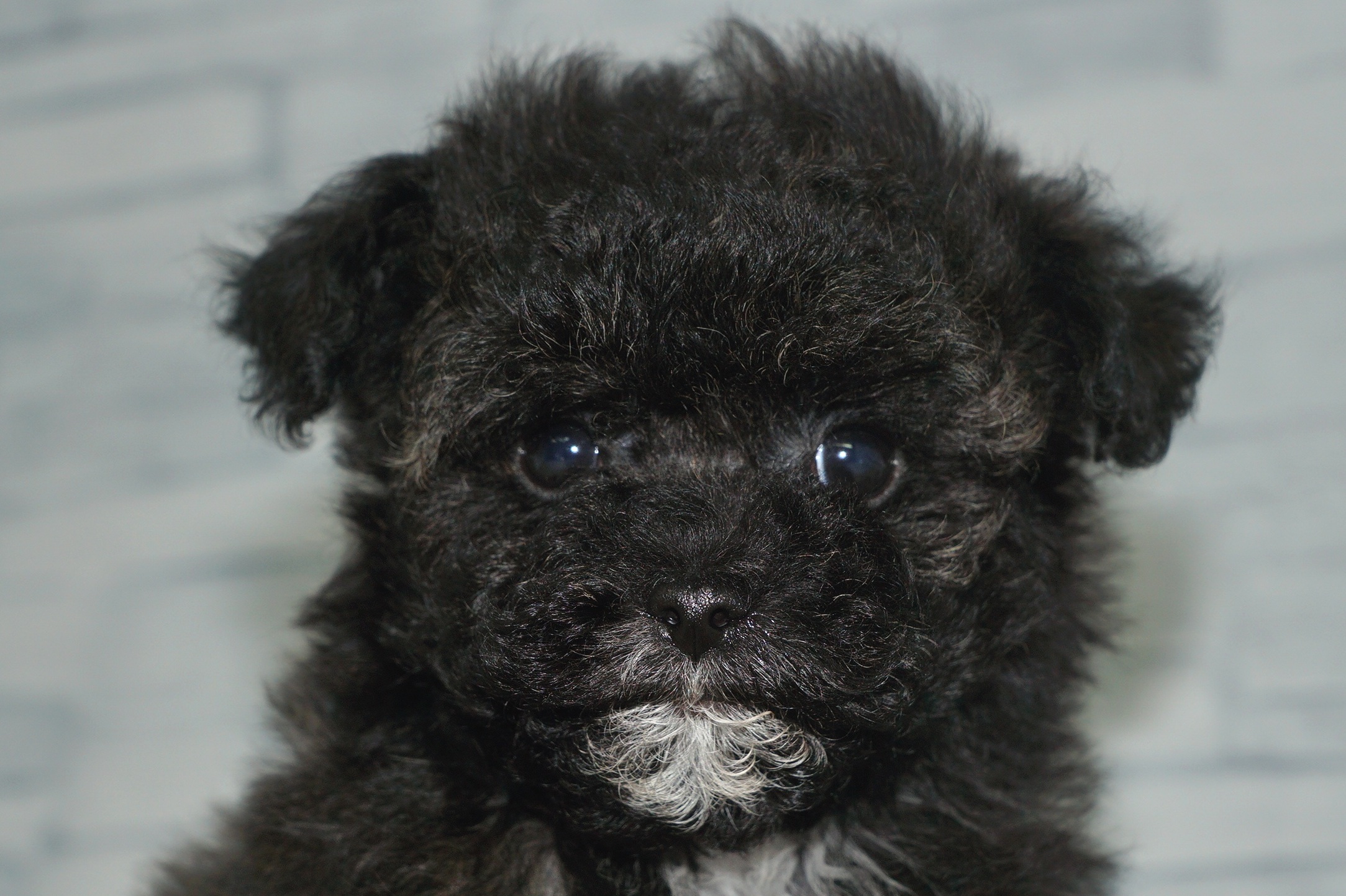 神奈川県のマルプー(マルチーズ×プードル) (きくちペット湘南平塚店/2025年9月17日生まれ/女の子/ブラックホワイト)の子犬の1枚目の画像