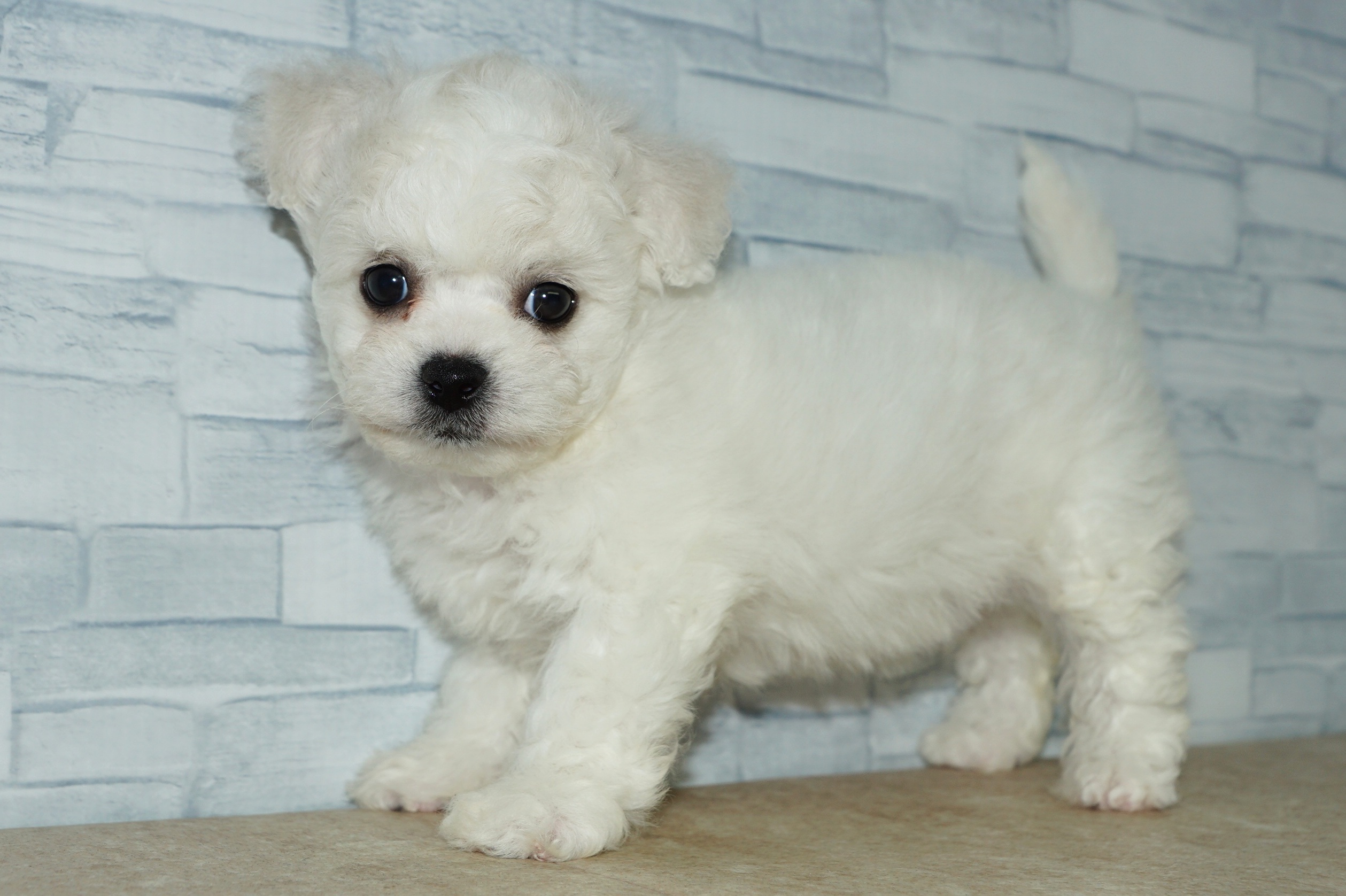神奈川県のその他の仔犬 (きくちペット湘南平塚店/2025年9月14日生まれ/女の子/ホワイト)の子犬の4枚目の画像
