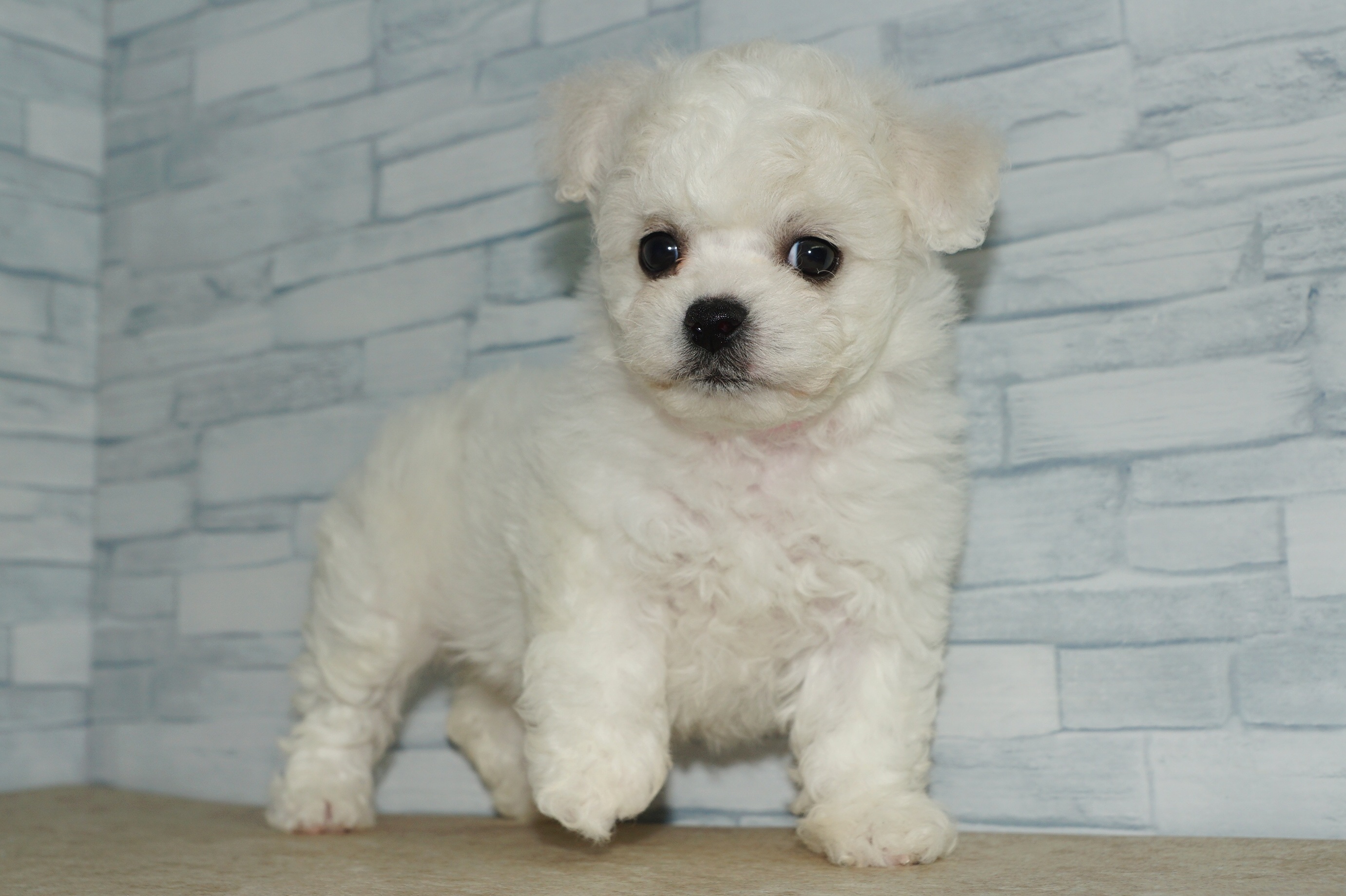 神奈川県のその他の仔犬 (きくちペット湘南平塚店/2025年9月14日生まれ/女の子/ホワイト)の子犬の3枚目の画像