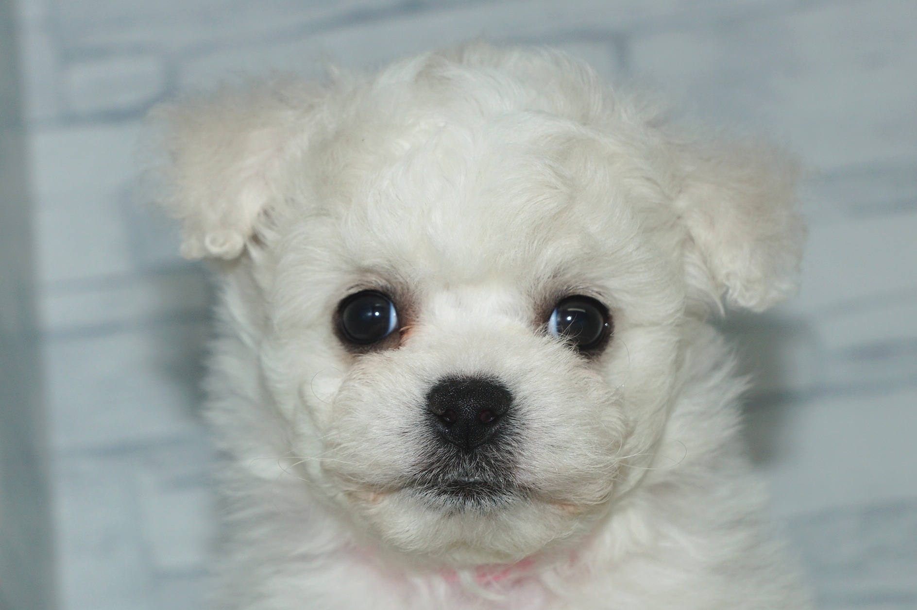 神奈川県のその他の仔犬 (きくちペット湘南平塚店/2025年9月14日生まれ/女の子/ホワイト)の子犬の1枚目の画像