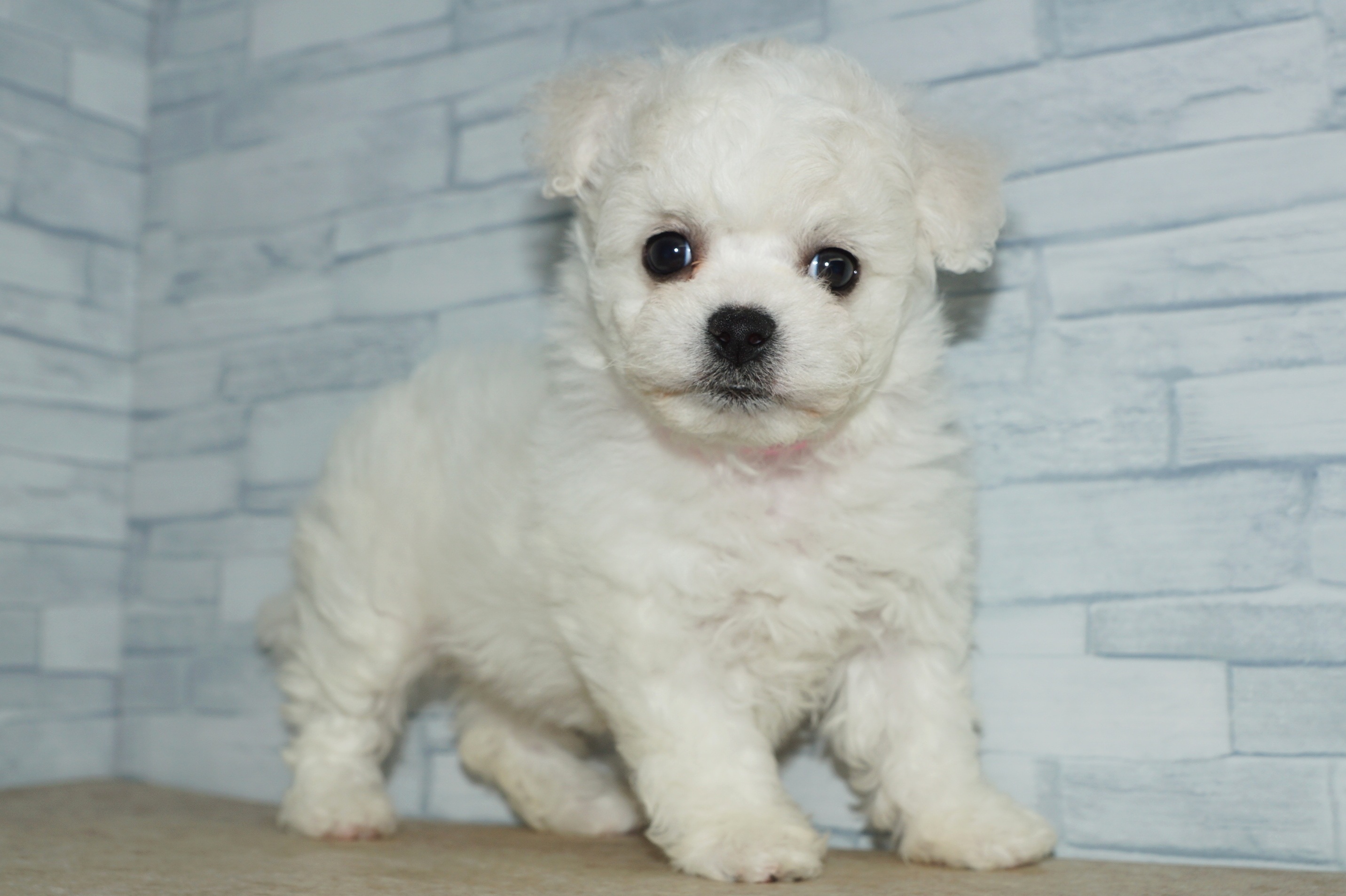 神奈川県のその他の仔犬 (きくちペット湘南平塚店/2025年9月14日生まれ/女の子/ホワイト)の子犬の2枚目の画像