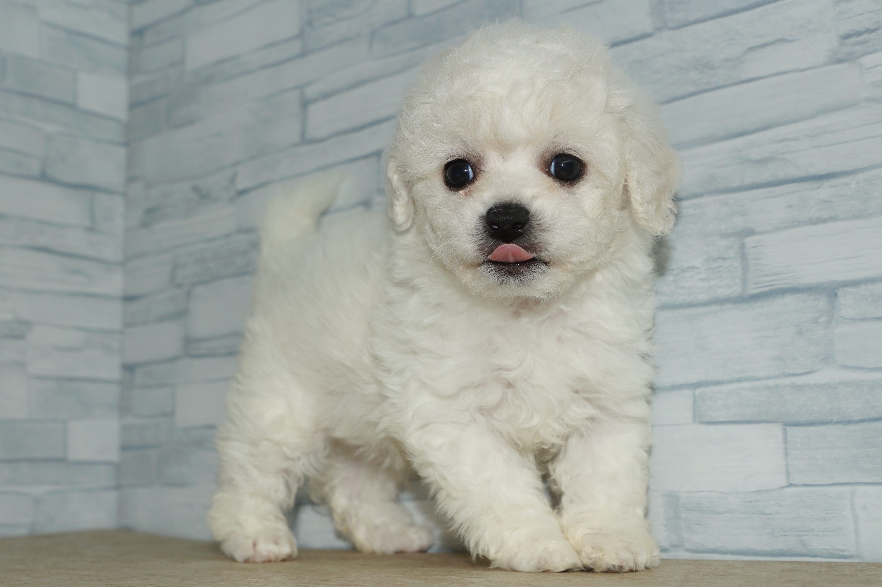 神奈川県のその他の仔犬 (きくちペット湘南平塚店/2025年9月14日生まれ/女の子/ホワイト)の子犬の3枚目の画像
