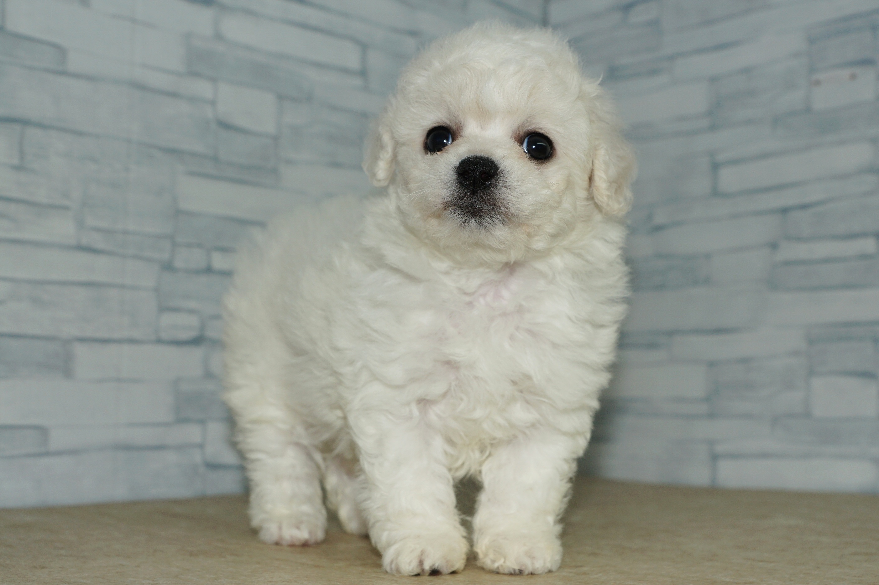 神奈川県のその他の仔犬 (きくちペット湘南平塚店/2025年9月14日生まれ/女の子/ホワイト)の子犬の2枚目の画像