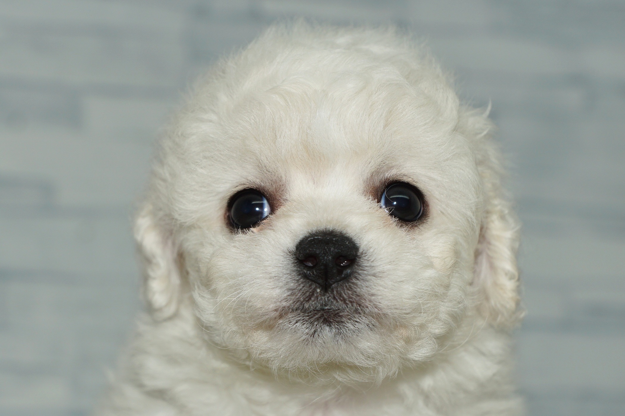 神奈川県のその他の仔犬 (きくちペット湘南平塚店/2025年9月14日生まれ/女の子/ホワイト)の子犬の1枚目の画像