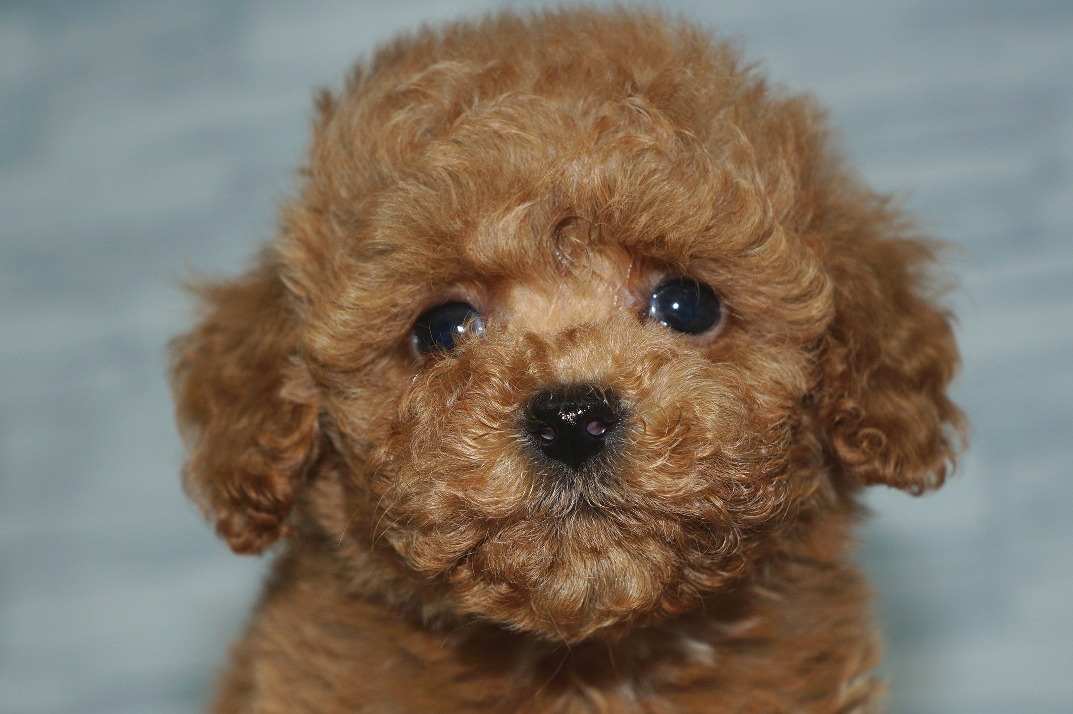 神奈川県のトイプードル(トイ) (きくちペット湘南平塚店/2025年9月17日生まれ/女の子/アプリコット)の子犬の1枚目の画像