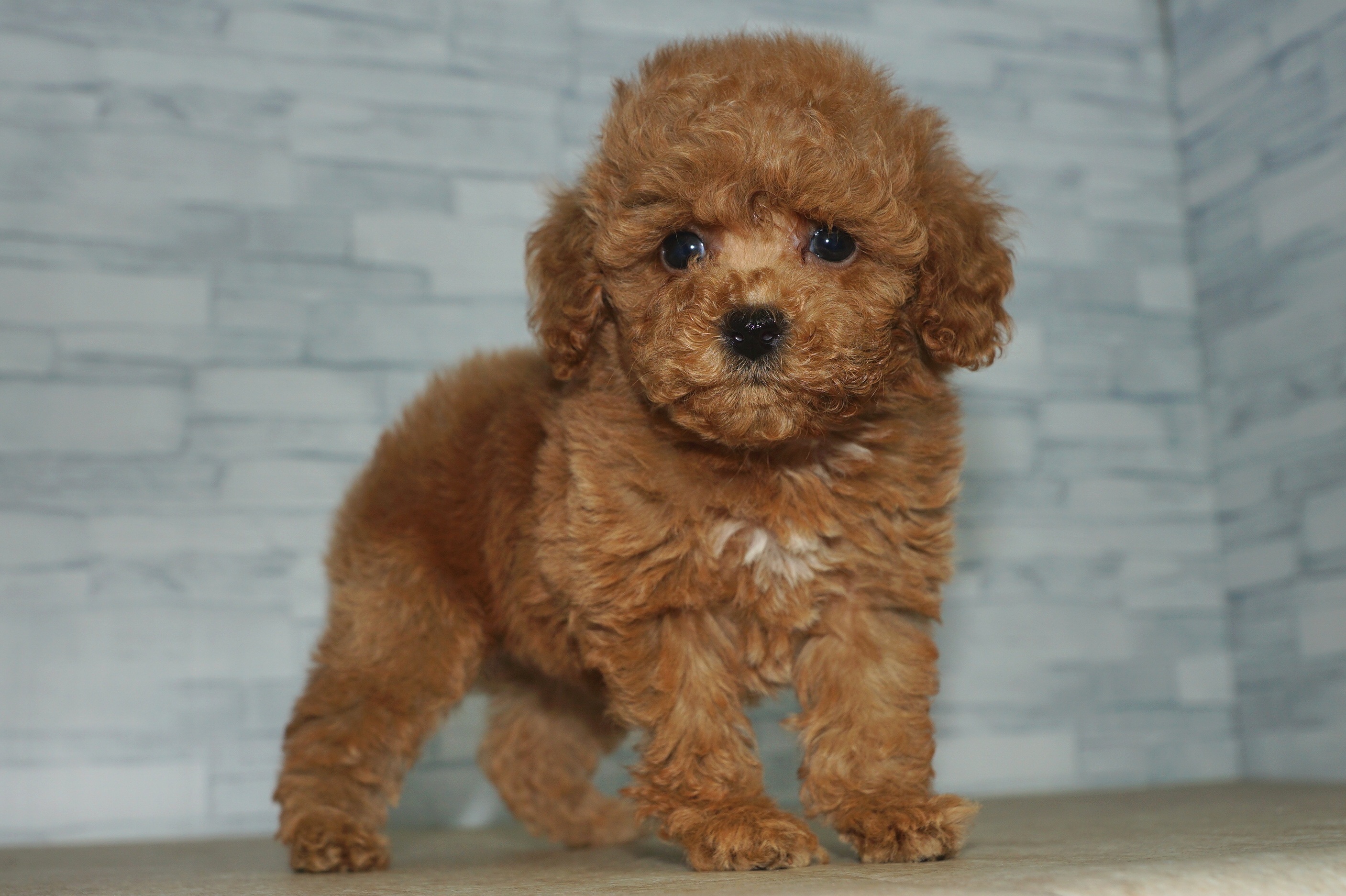 神奈川県のトイプードル(トイ) (きくちペット湘南平塚店/2025年9月17日生まれ/女の子/アプリコット)の子犬の4枚目の画像