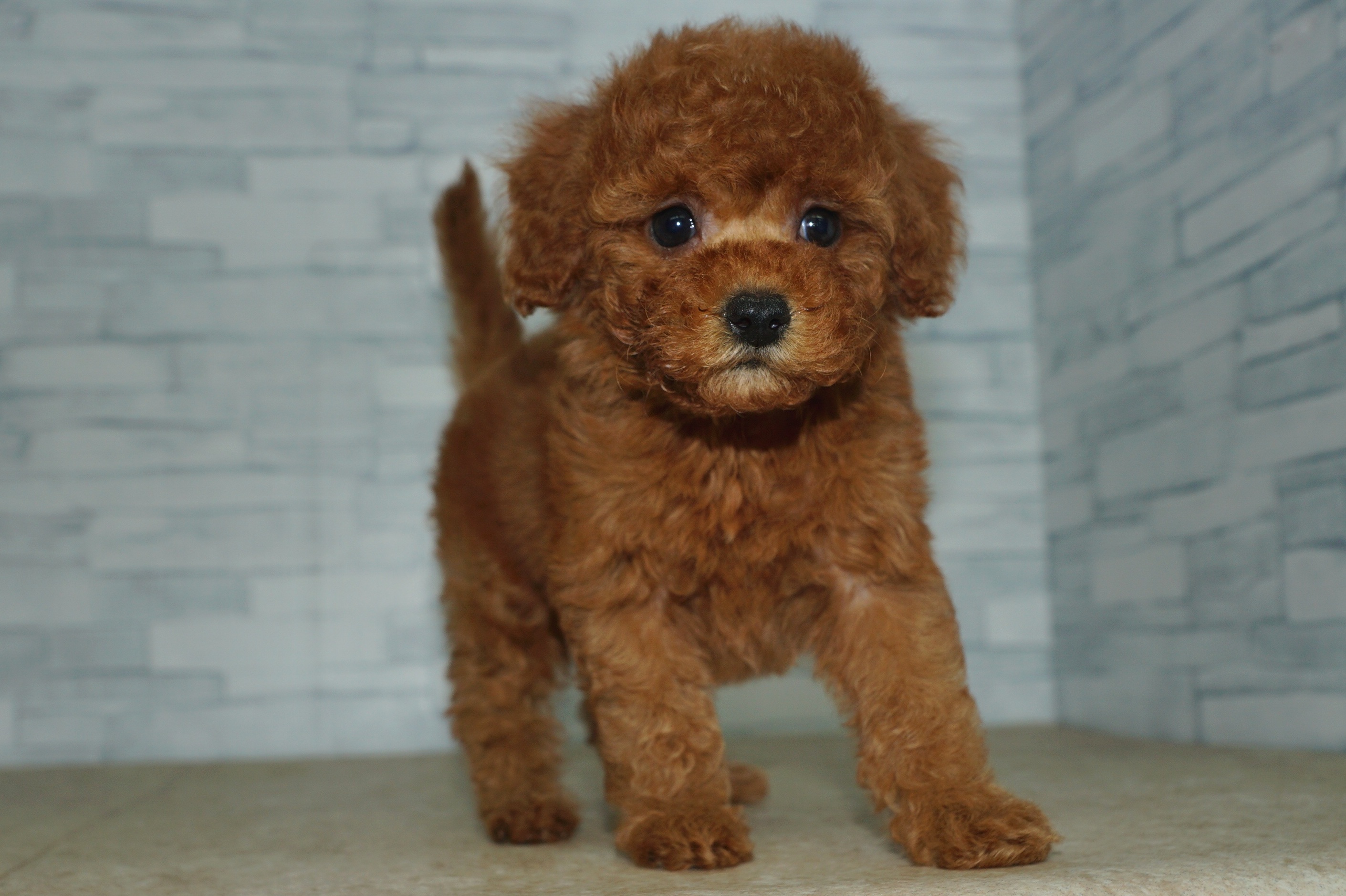 神奈川県のトイプードル(トイ) (きくちペット湘南平塚店/2025年9月21日生まれ/女の子/レッド)の子犬の3枚目の画像