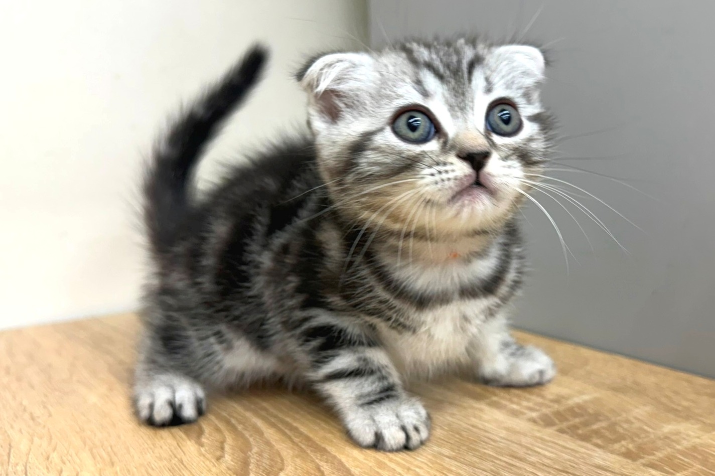 神奈川県のスコティッシュフォールド (きくちペット南足柄本店/2025年9月26日生まれ/男の子/シルバータビー)の子猫の1枚目の画像