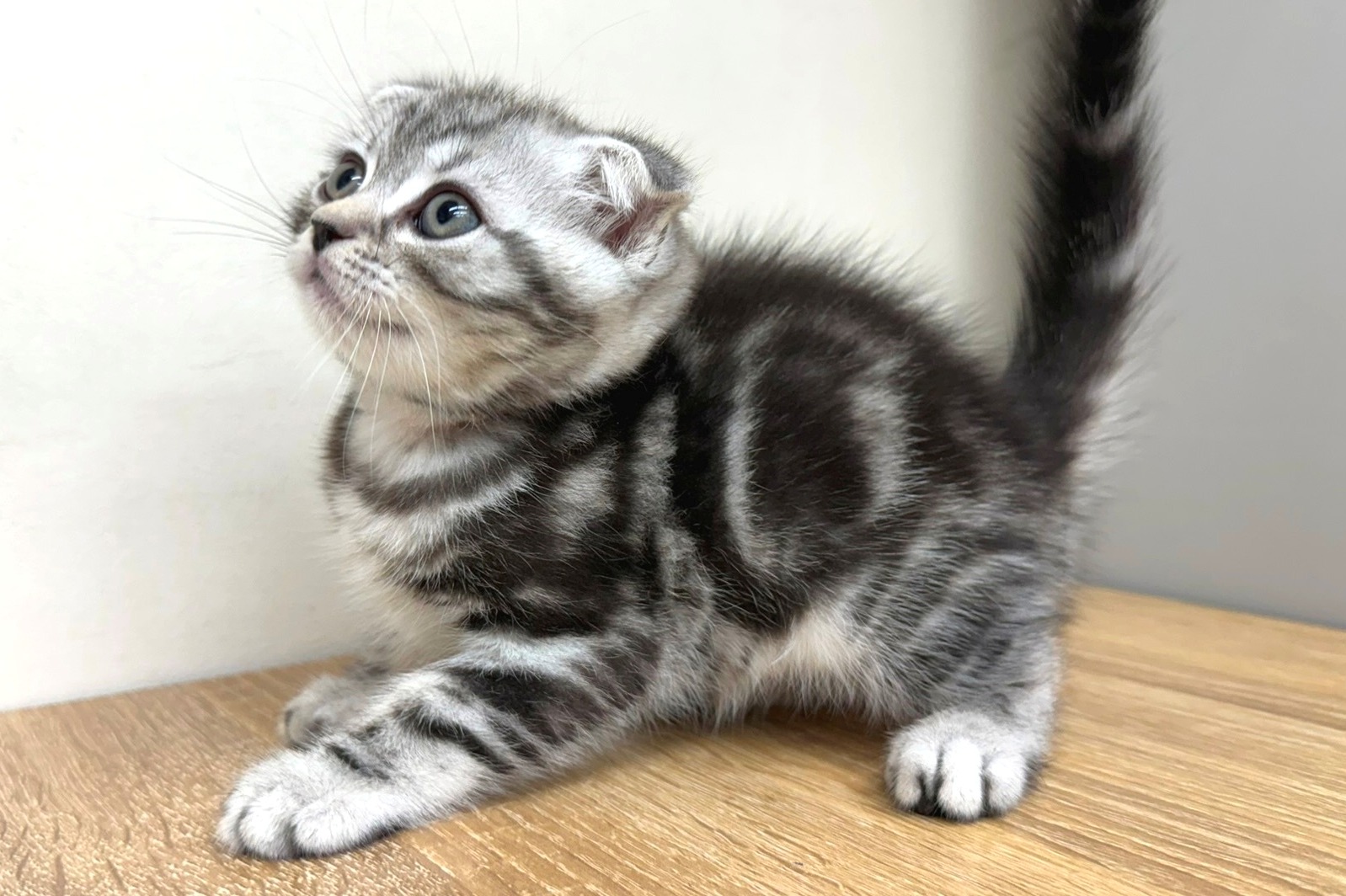 神奈川県のスコティッシュフォールド (きくちペット南足柄本店/2025年9月26日生まれ/男の子/シルバータビー)の子猫の2枚目の画像