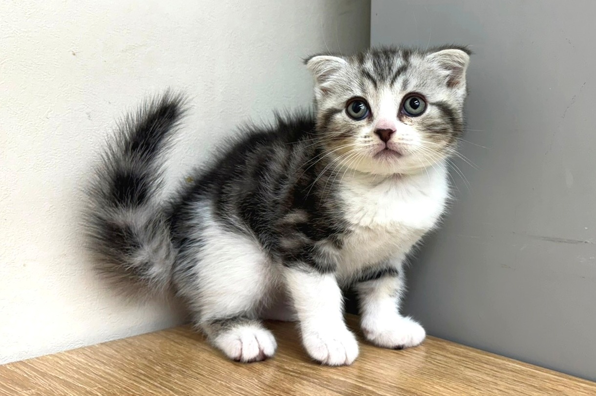 神奈川県のスコティッシュフォールド (きくちペット南足柄本店/2025年9月26日生まれ/男の子/シルバータビーホワイト)の子猫の2枚目の画像