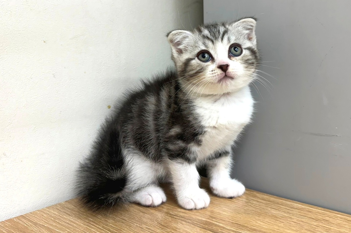 神奈川県のスコティッシュフォールド (きくちペット南足柄本店/2025年9月26日生まれ/男の子/シルバータビーホワイト)の子猫の1枚目の画像